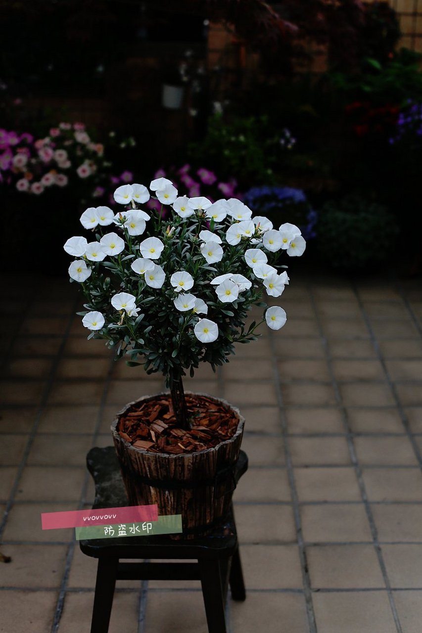 [你懂的] 银旋花,宿根植物. 不怕热,杭州南露台40度高温不怕的.