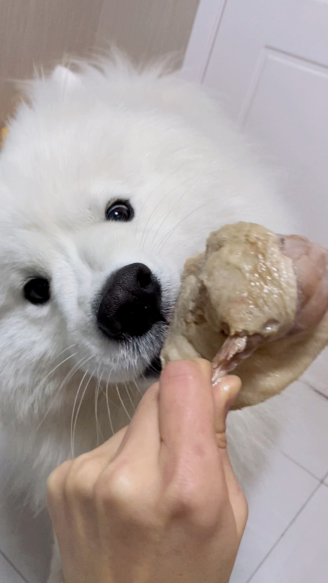 狗狗沉浸式啃鸭腿,太馋了,看它吃完需要几步