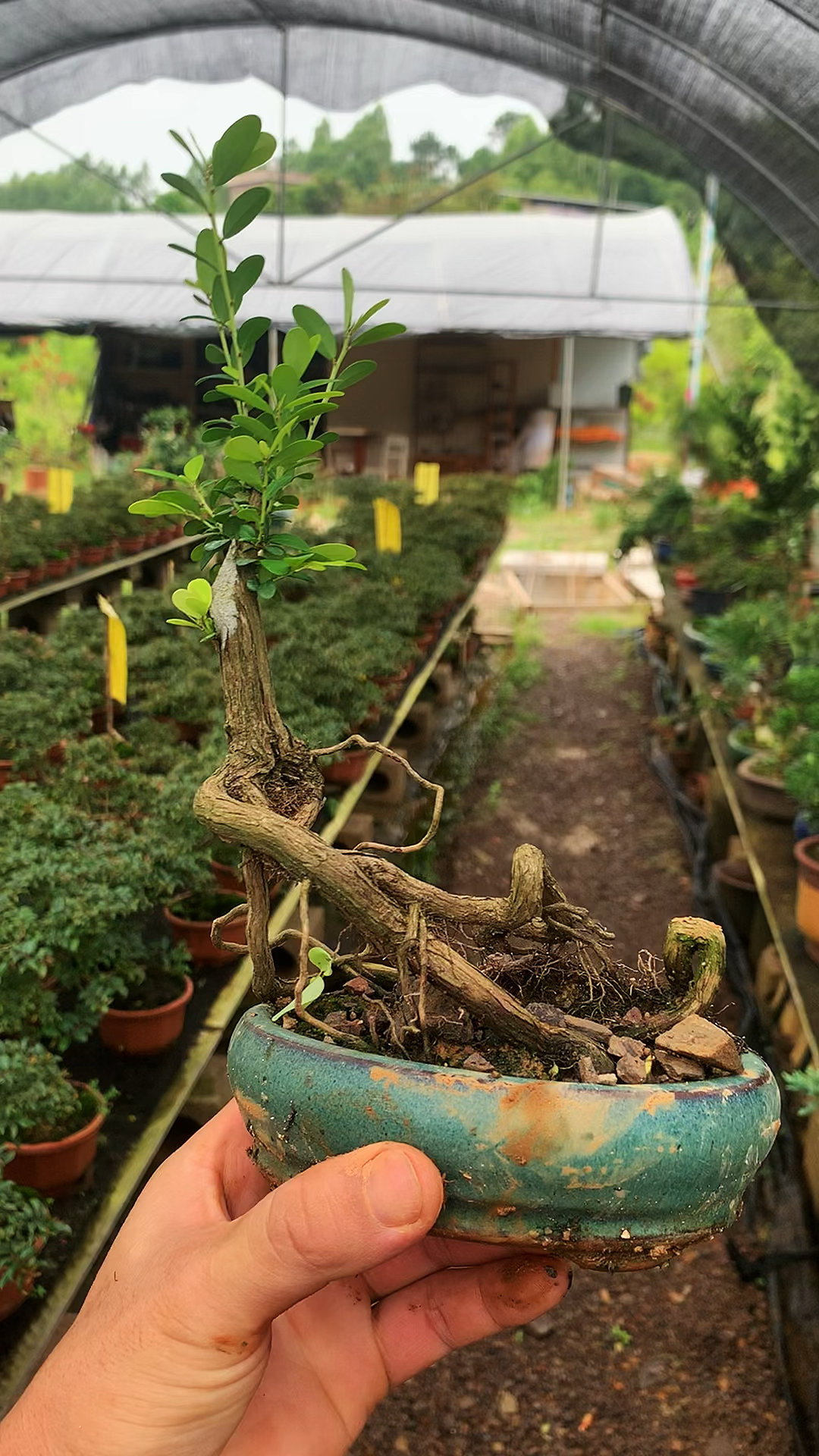 岭南特色盆景素材山格木掌中宝小精品