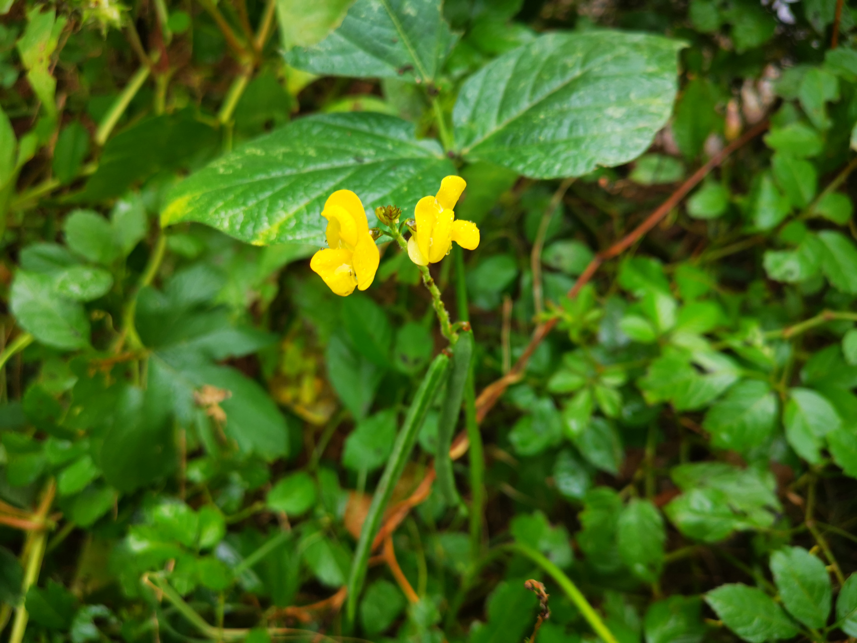 野生豇豆植物图片大全图片