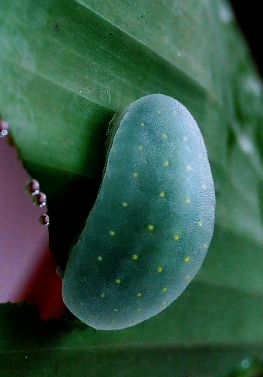 这是背刺蛾(belippa horrida)的幼虫,因为没有瘤刺(俗称毛,有毛的那种