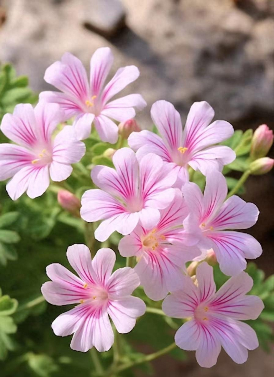 野花耀金秋:清新靓丽的小野花,粉嘟嘟的,很可爱