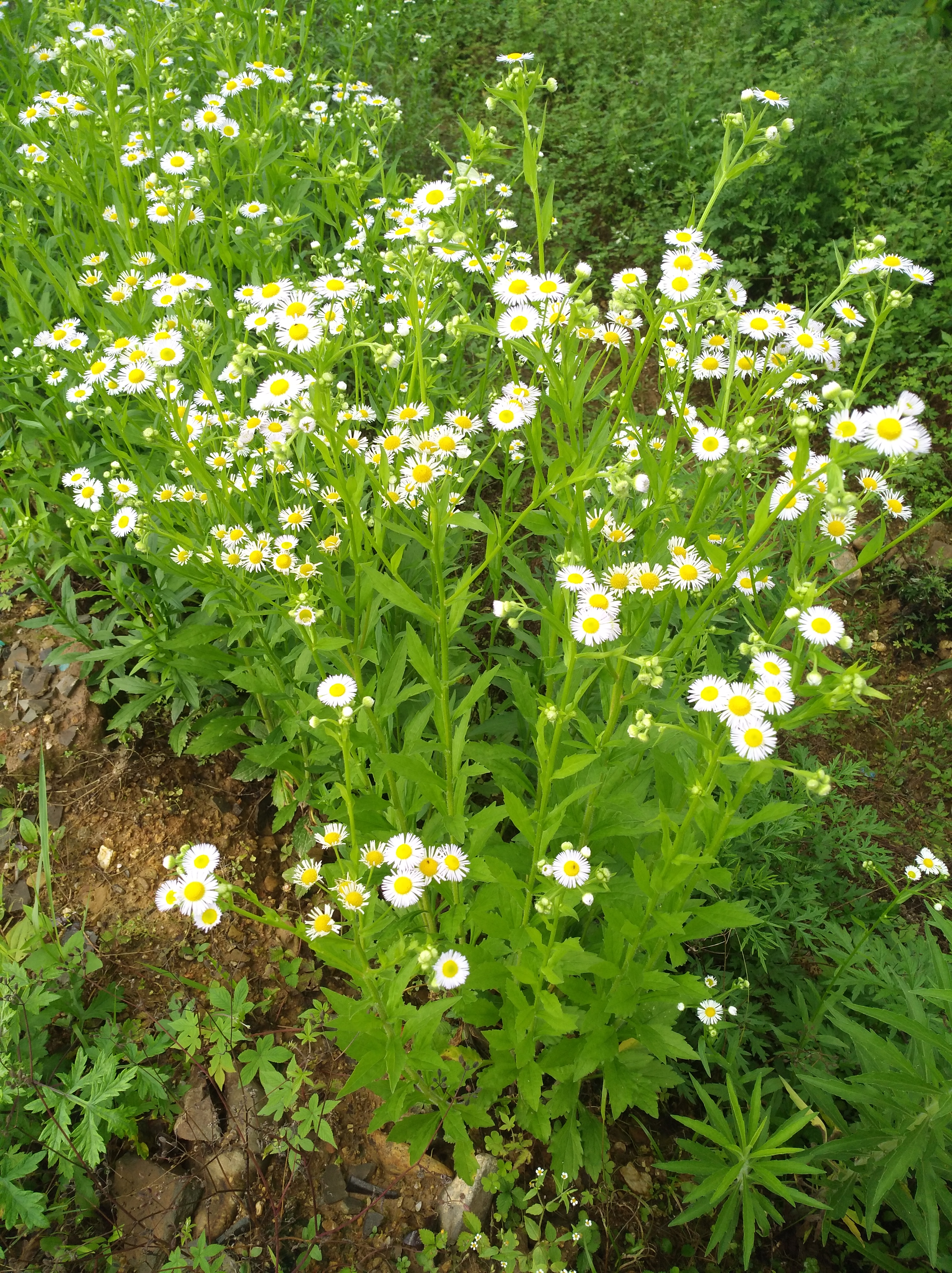 小蓬草开花图片图片