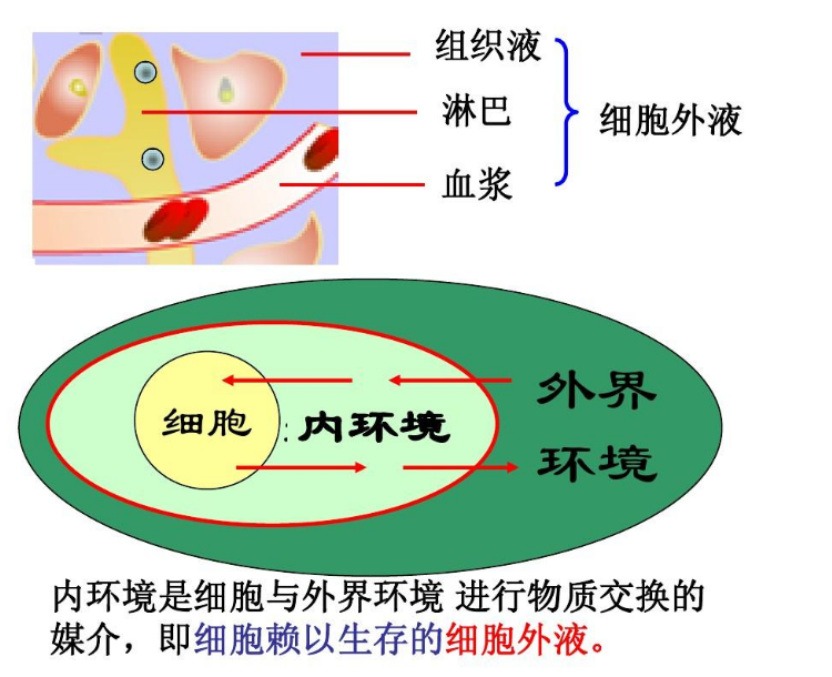 内环境的理化性质图片