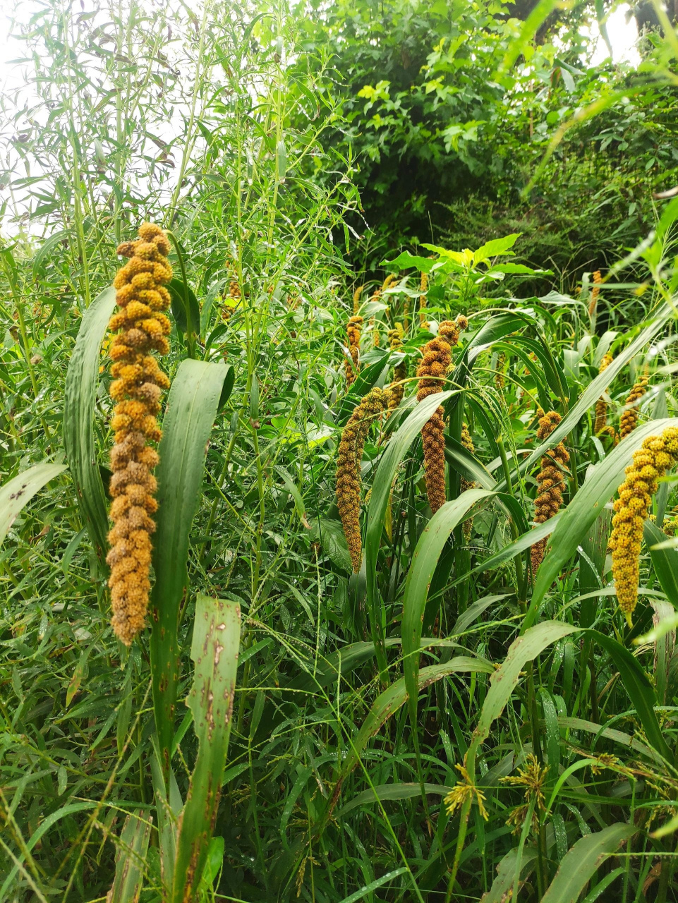 分享图片:这是野生的狗尾粟吗?怎么长在草丛里?是被遗弃了的粮食吗?