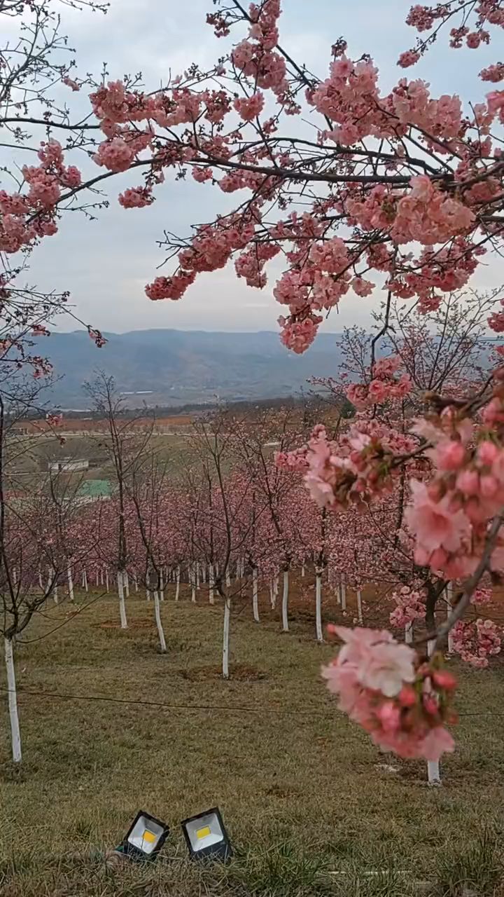 昆明宜良山后樱花谷图片