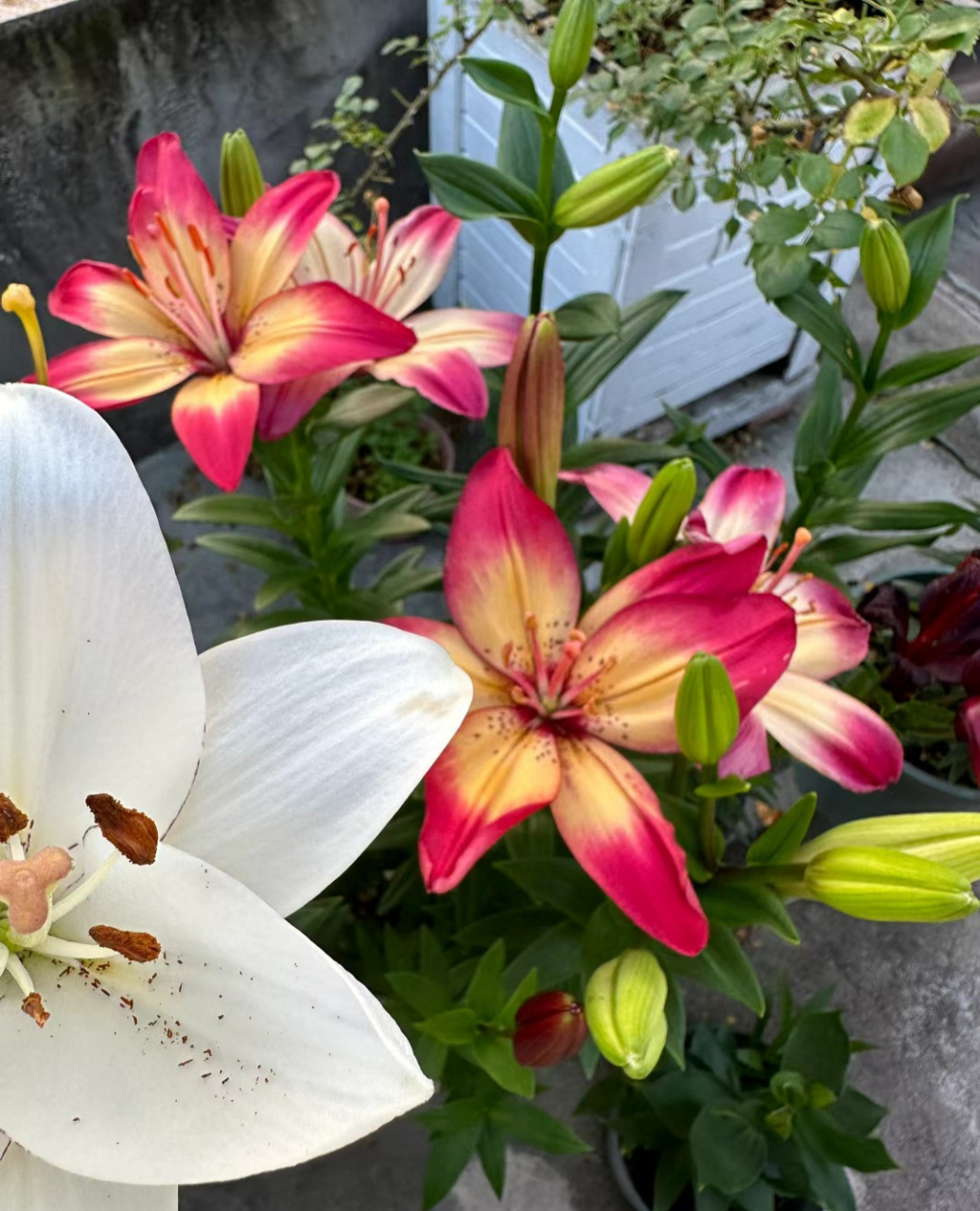 这个眼线百合也太惊艳了吧