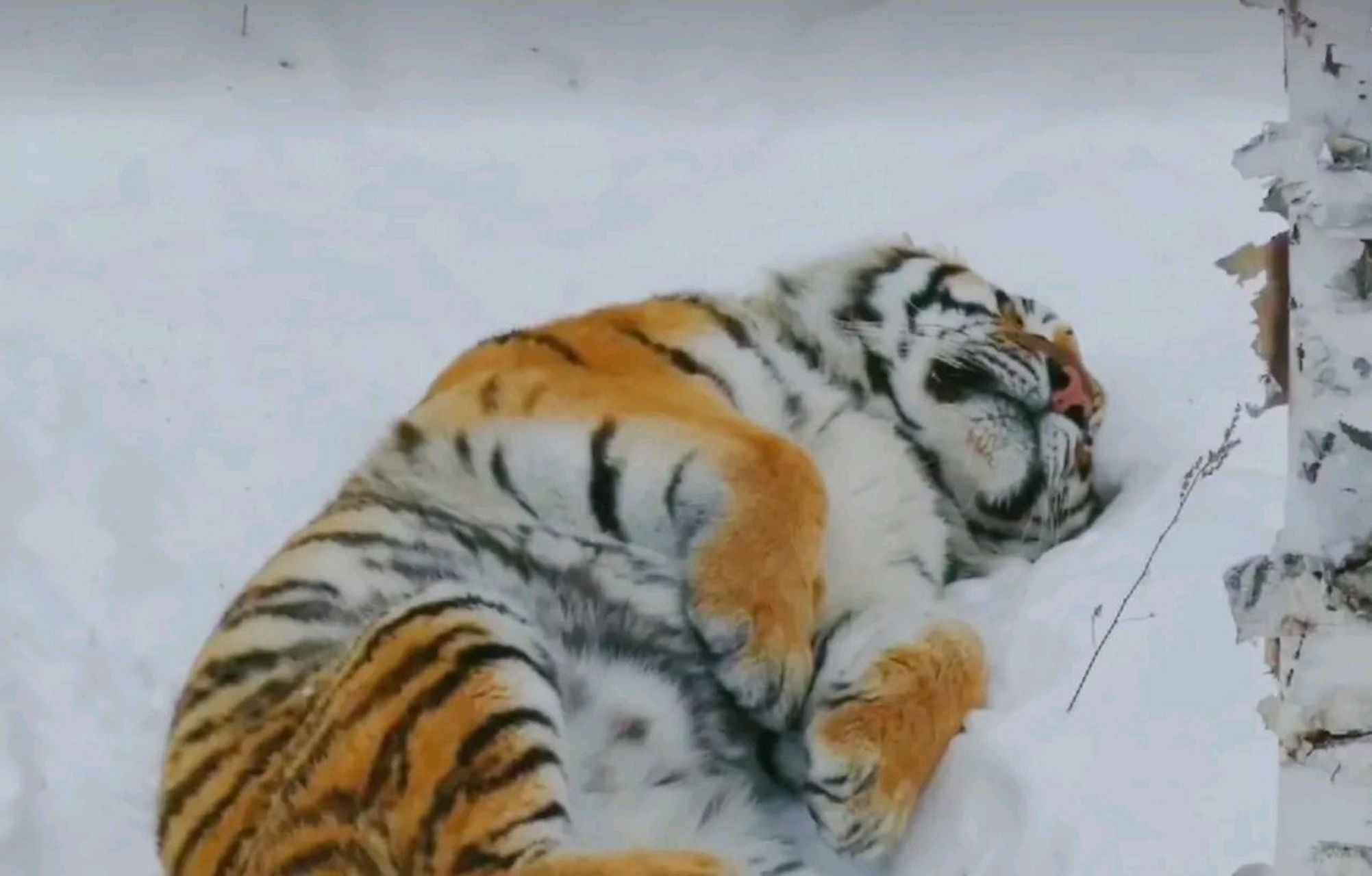 抗寒极强的东北虎在雪地中入睡梦,毛茸茸的胖子可真抗冻,感觉它甚至