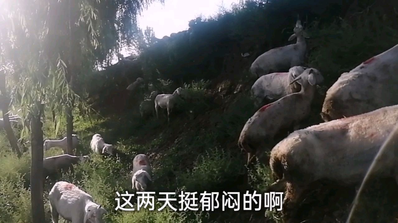 猪价起飞,牛价直线上涨,羊价却按兵不动,这是怎么回事