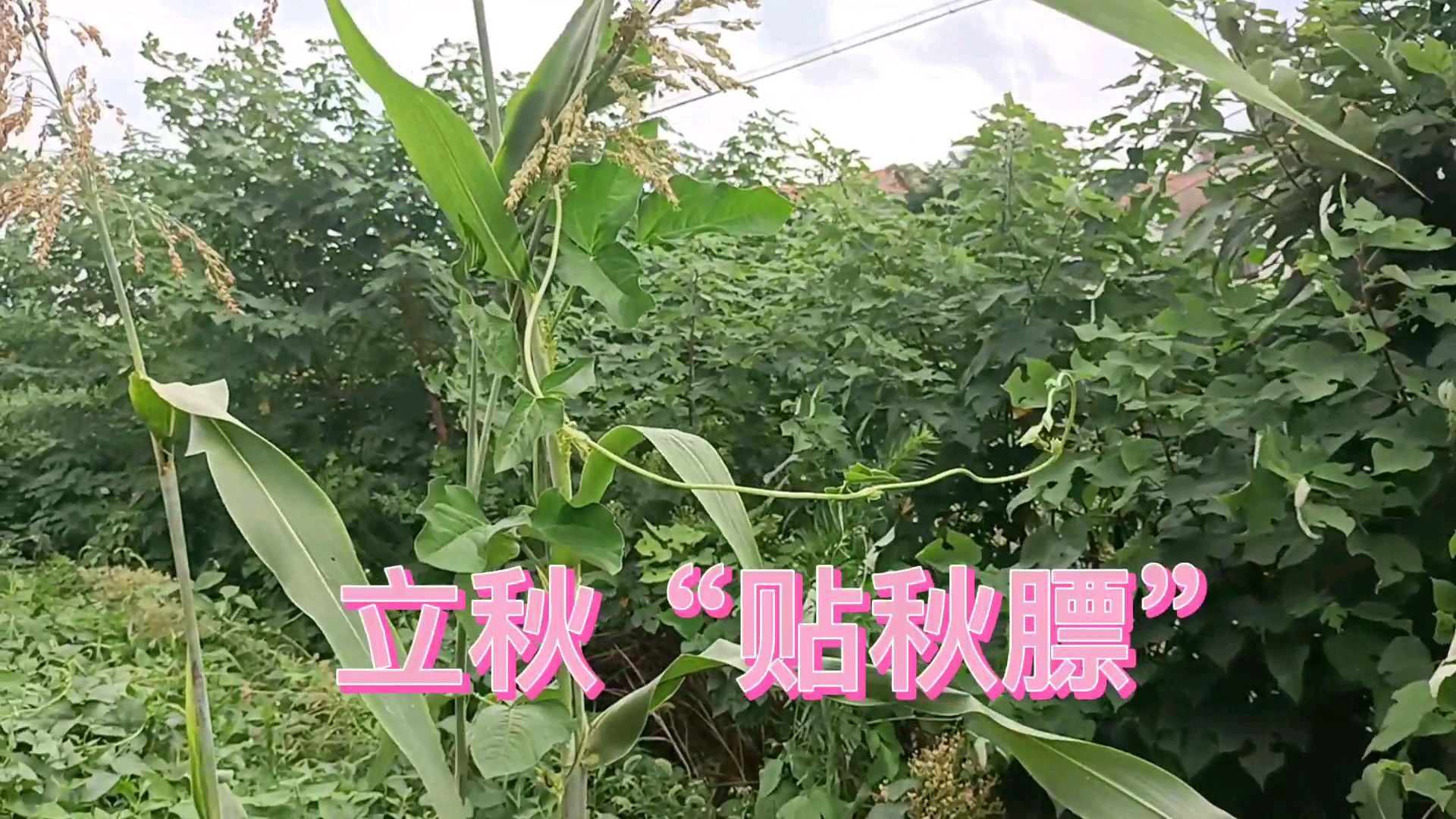 农村俗语:“立秋到,贴秋膘,冬去春来身体好”,有啥含义呢