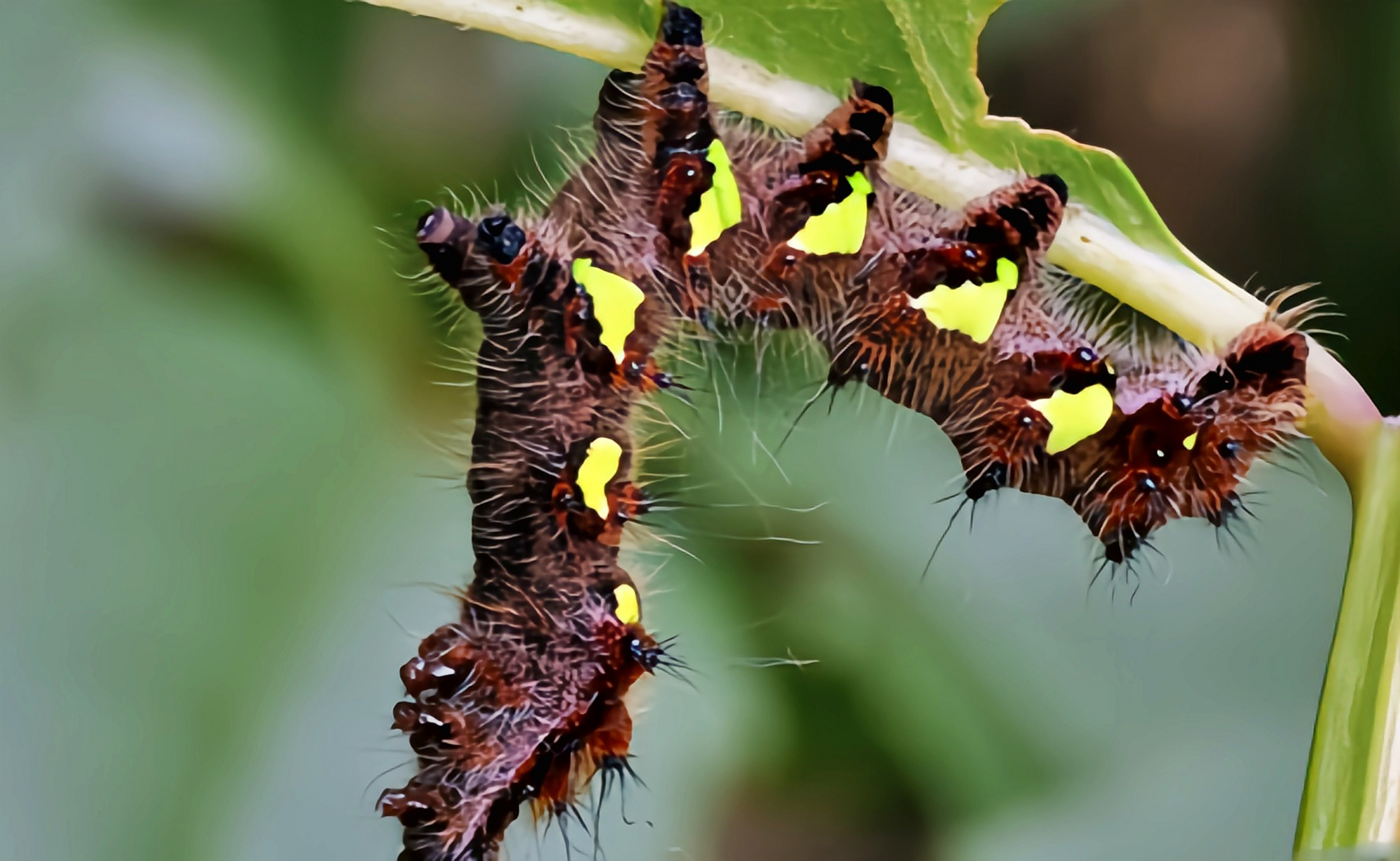 每天认识一种昆虫——粤豹天蚕蛾  粤豹天蚕蛾是鳞翅目,大蚕蛾科昆虫