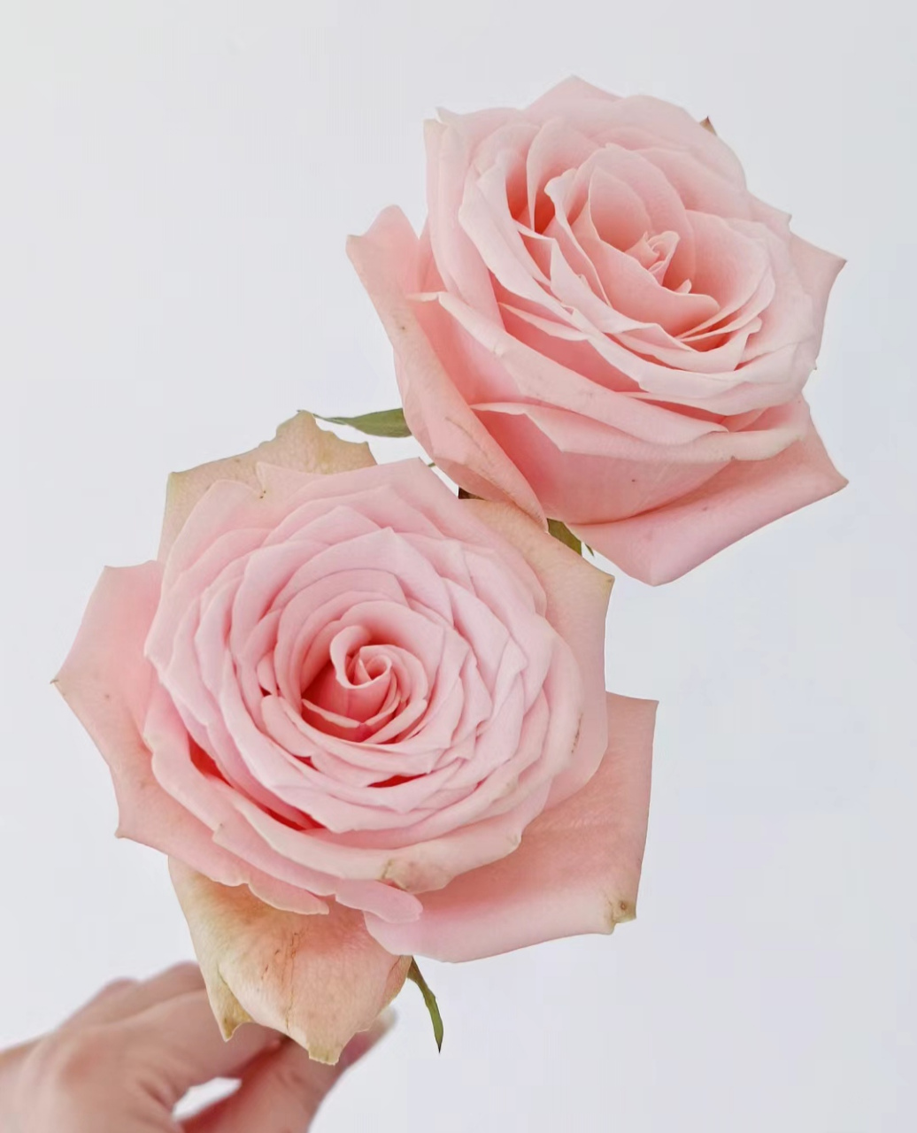 胭脂粉玫瑰#寻找百度ai写手计划