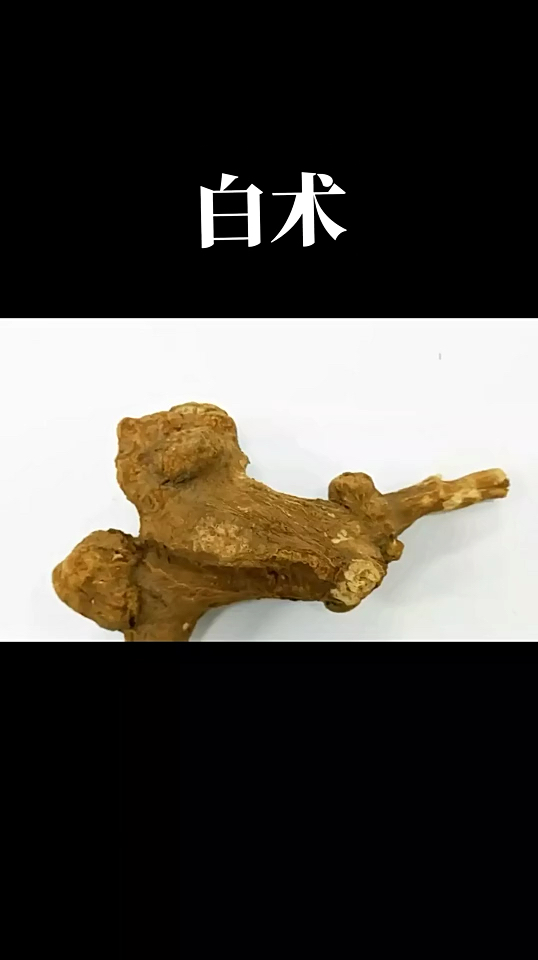 中药材之白术