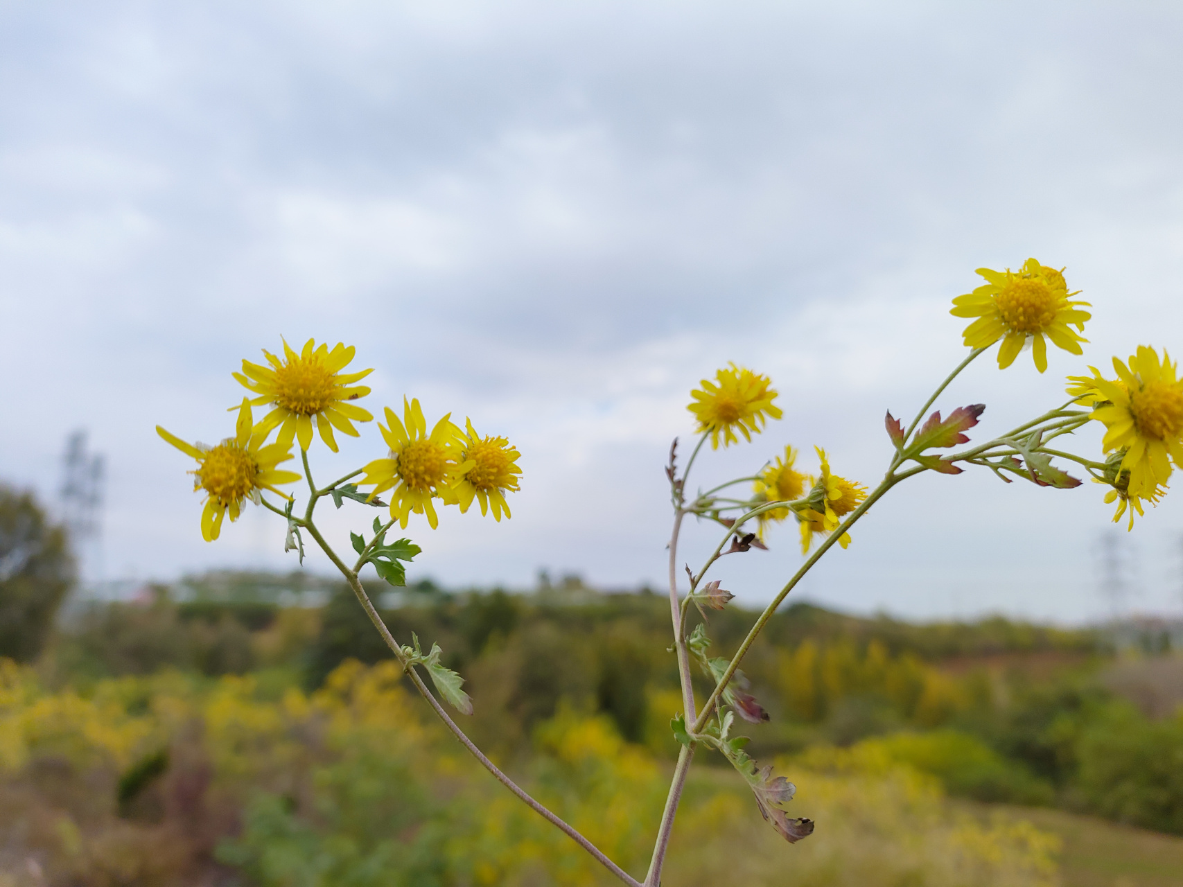 山上的野菊花开了,满山遍野的野花,一阵风过,一股花香飘过……#动态