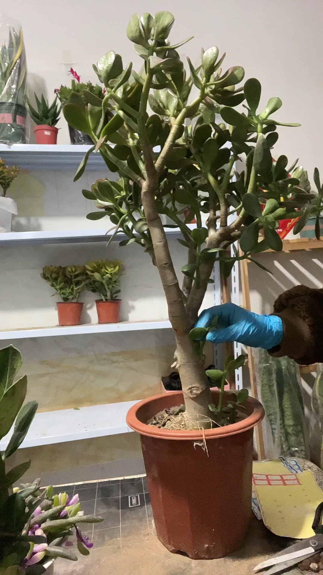 红叶老桩玉树修剪造型