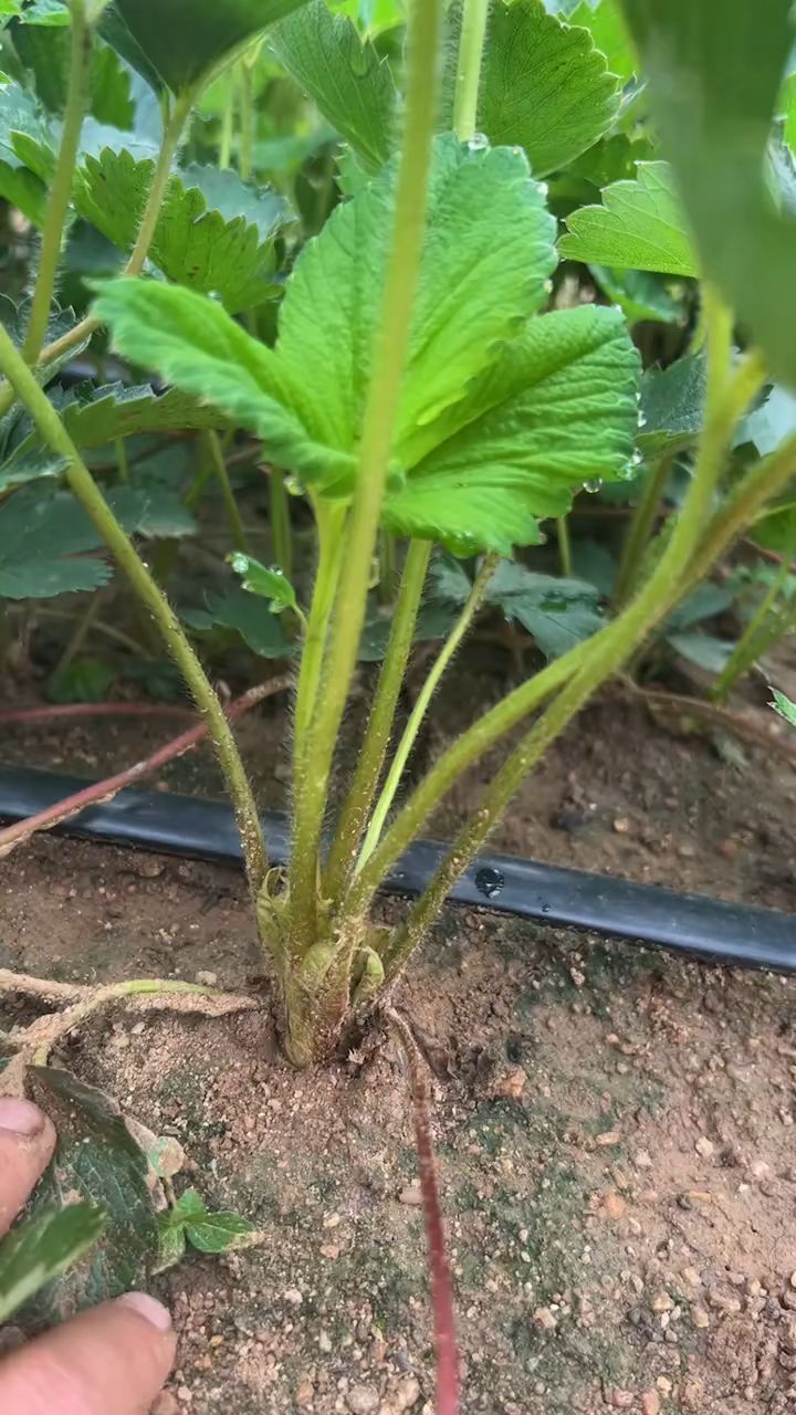 大叶红颜草莓苗,植株健壮,叶片健康!