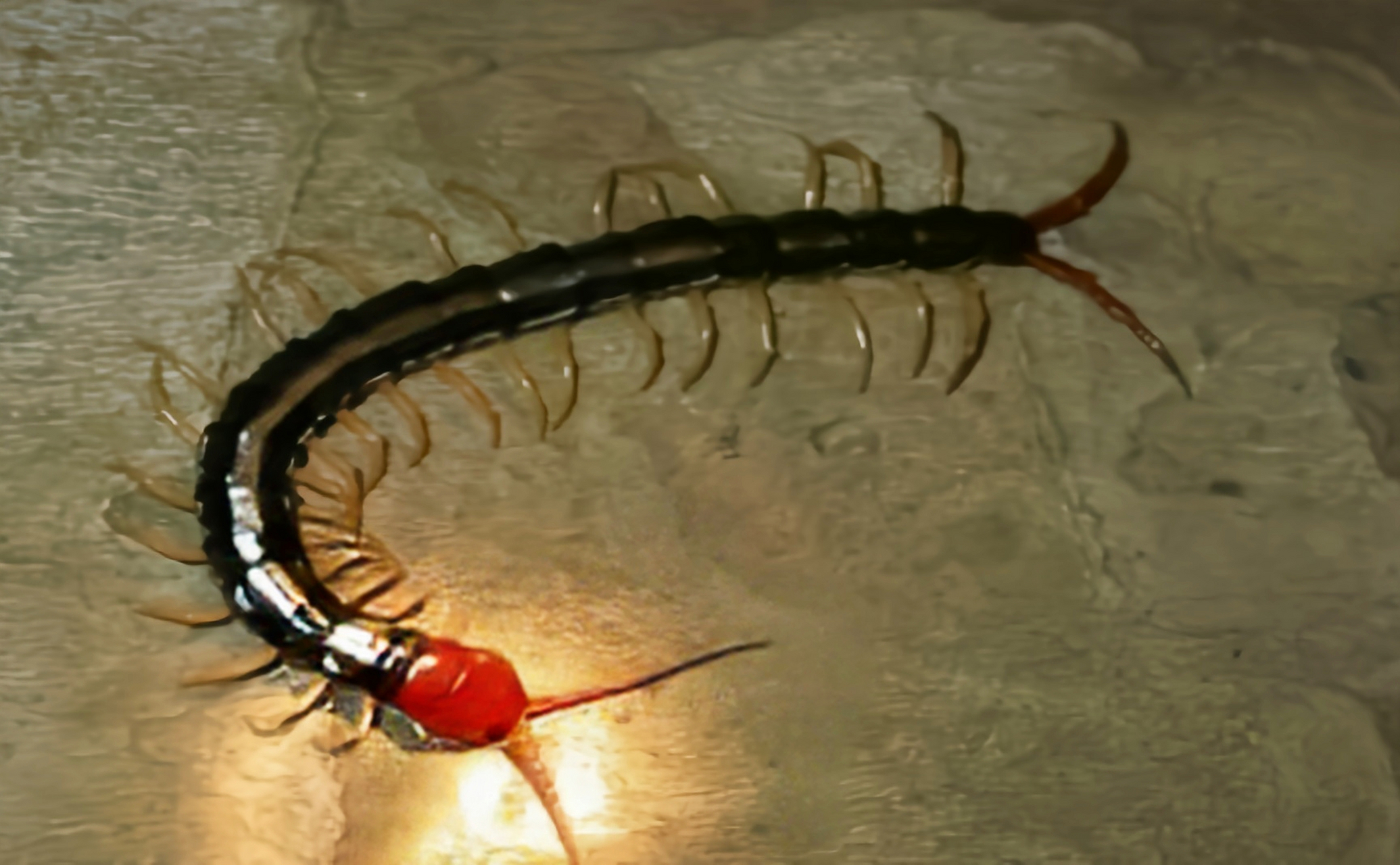 金头蜈蚣有剧毒,主要分布于亚洲,印度洋诸岛,南美洲地区.以其他节肢