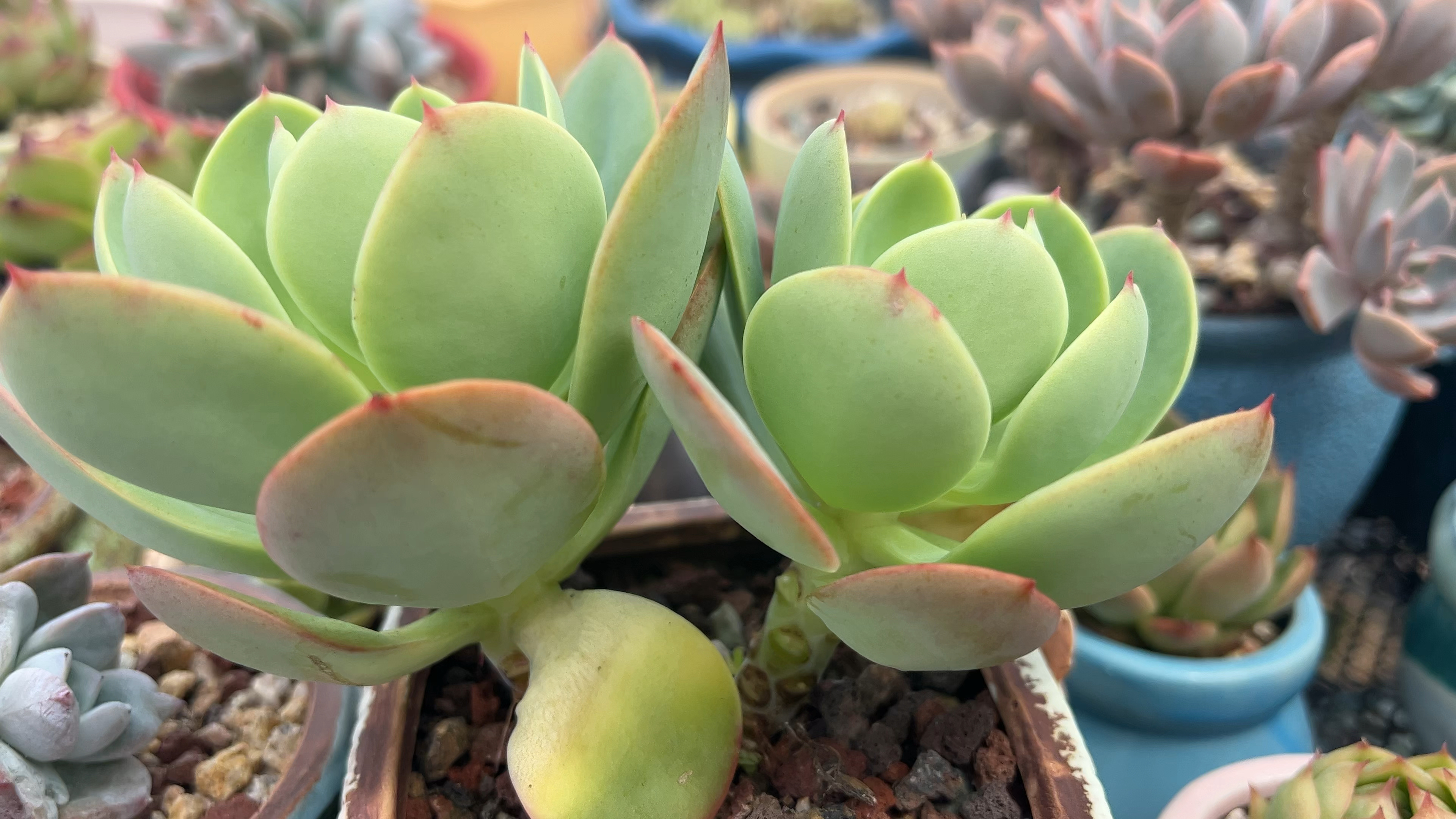 秋天的变化就是美丽,侧影用颜值告诉你,多肉开始变美