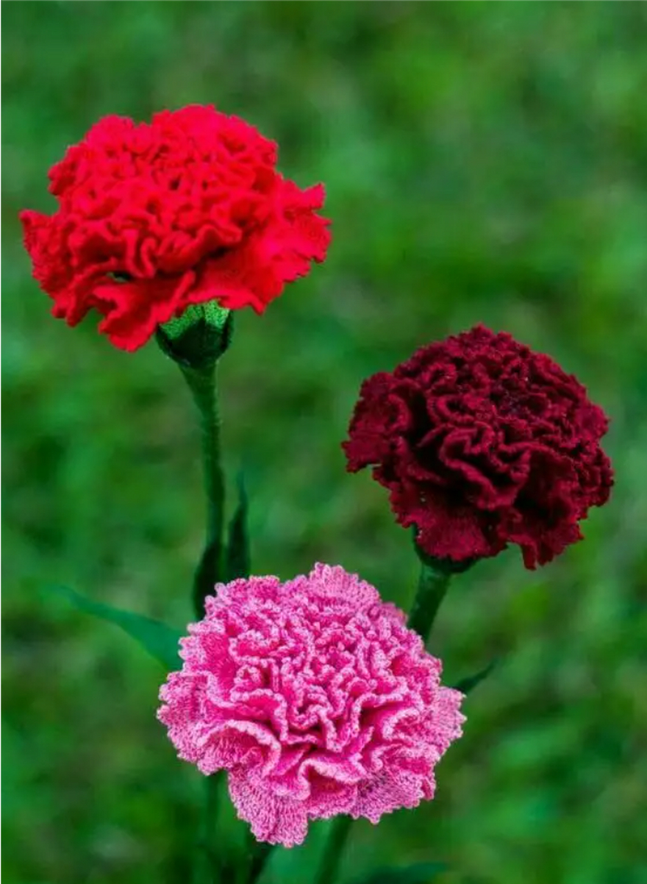 红色康乃馨代表什么花语和寓意