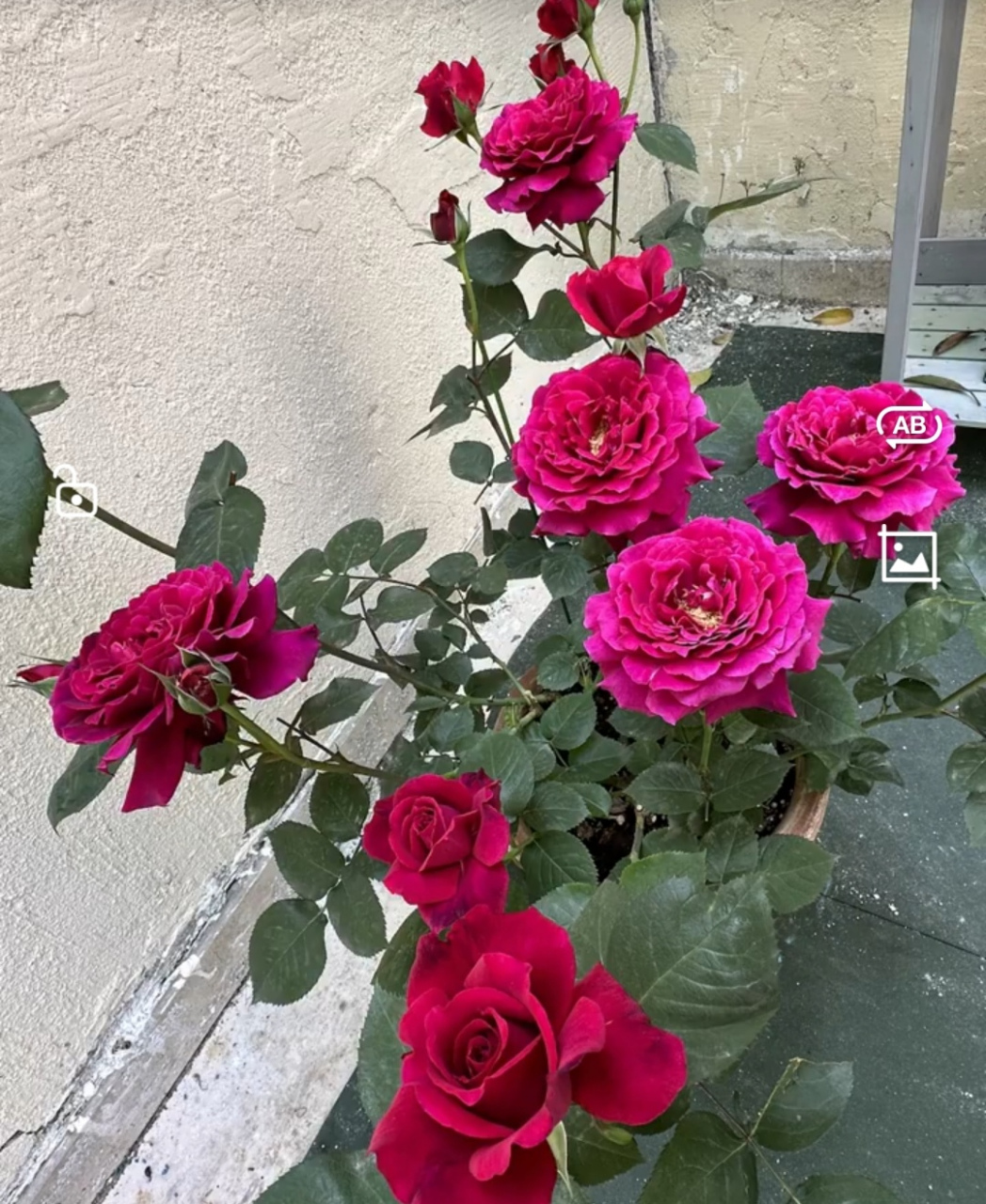 活泼的正统美[小红花]——红丘(天家胭脂) [摊手]红色月季中最有特色