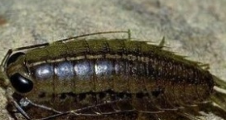 海蝉螂会不会咬人