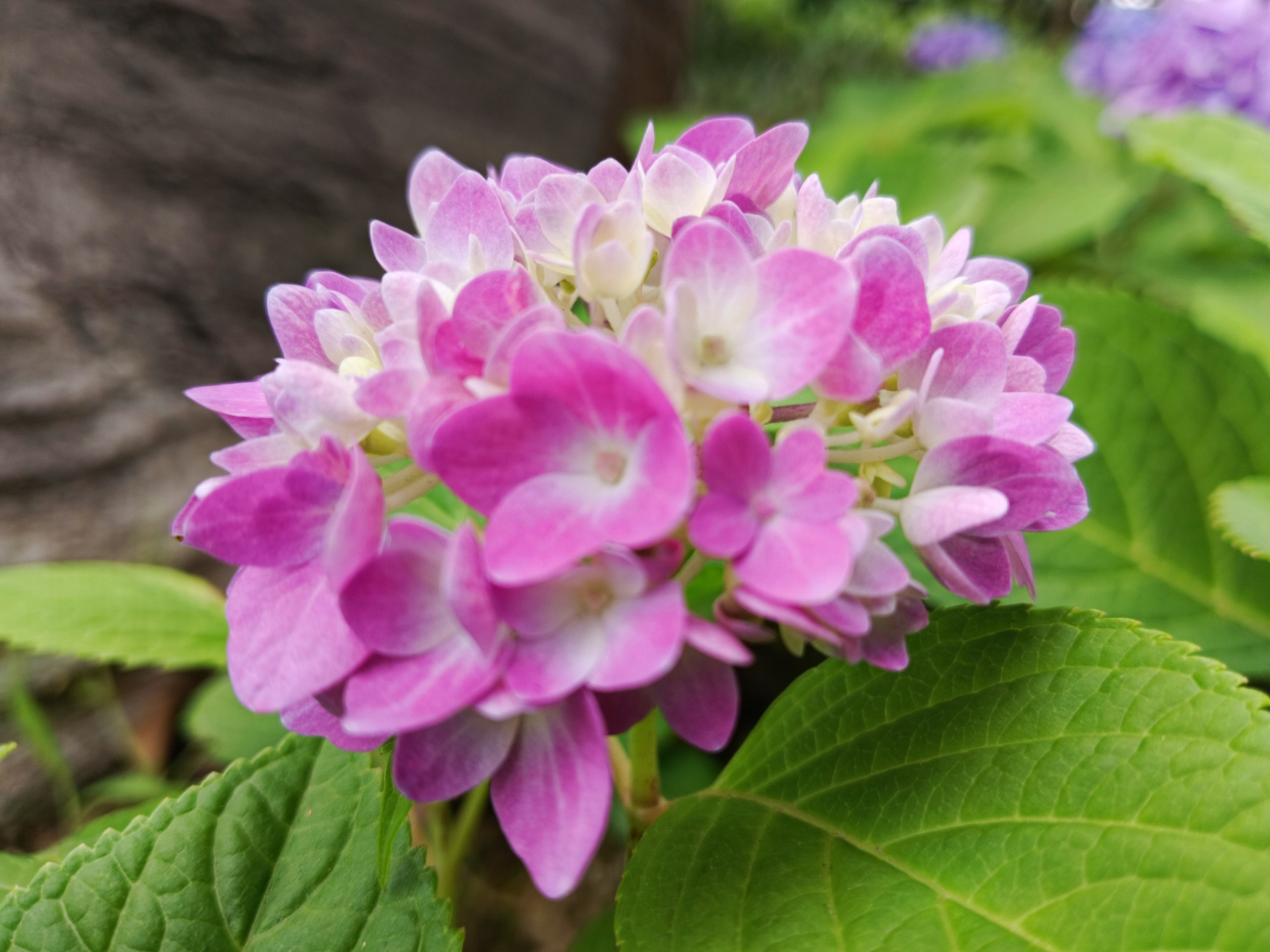 粉色绣球花花语: 是浪漫与美满,寓意着人们向往纯洁,忠贞和永恒的爱情