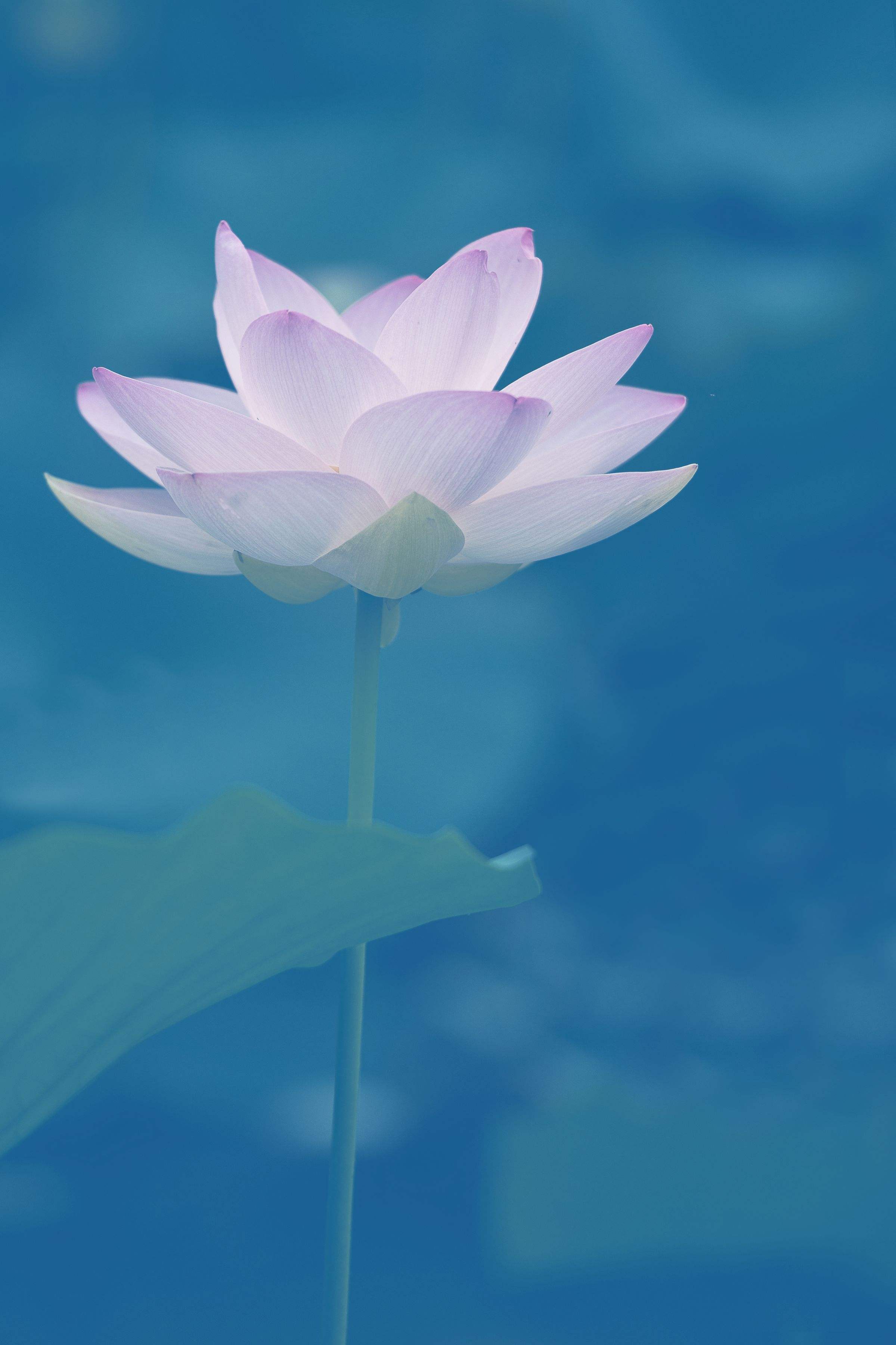 唯美系清荷壁纸