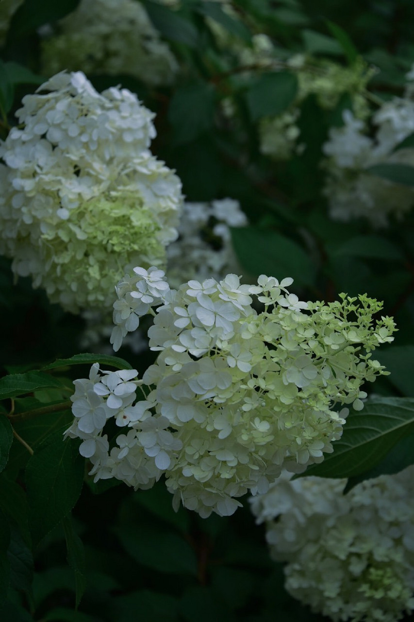 夏木阴阴正可人[微风]