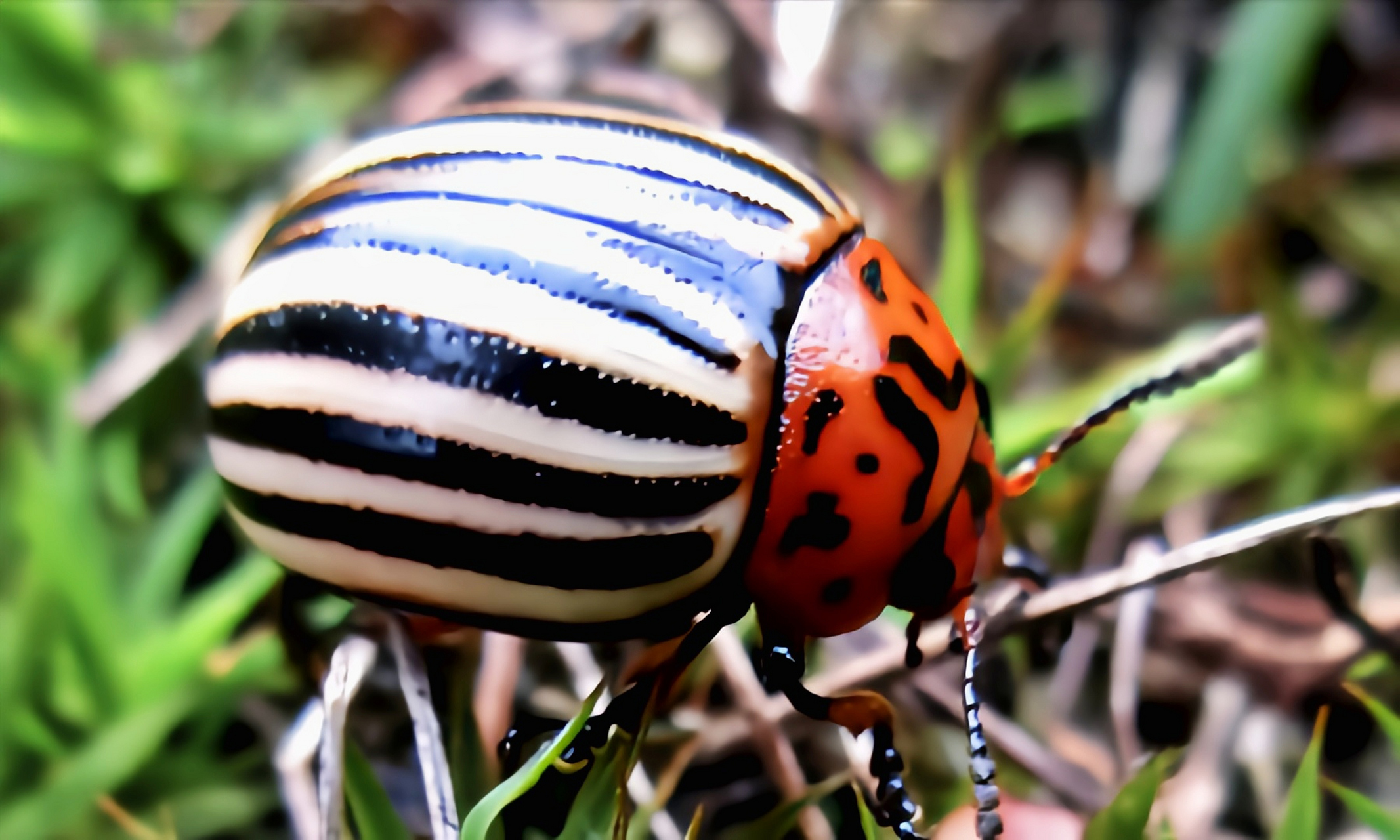 每天认识一种昆虫——马铃薯甲虫 马铃薯甲虫别名蔬菜花斑虫,原产于北