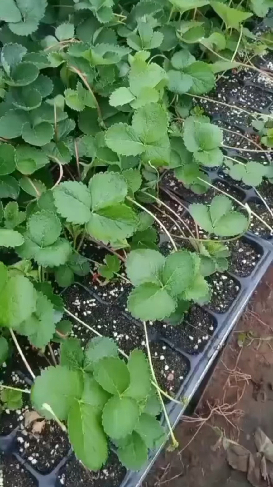 粉玉草莓苗粉玉穴盘草莓苗高架育苗秋季出圃