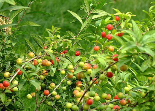 姑娘果树可以长几年