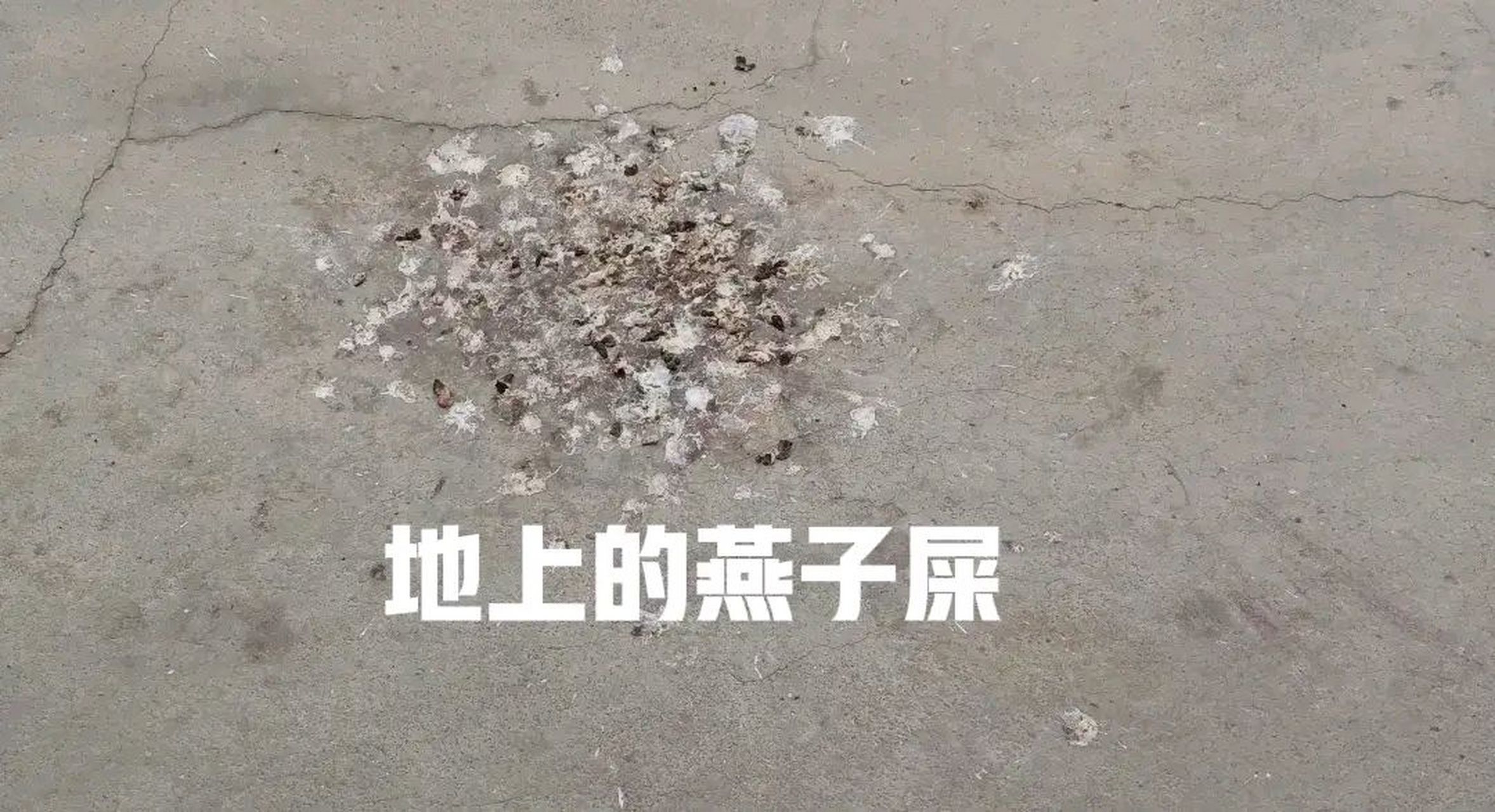 虽然开门就是燕子屎,有时