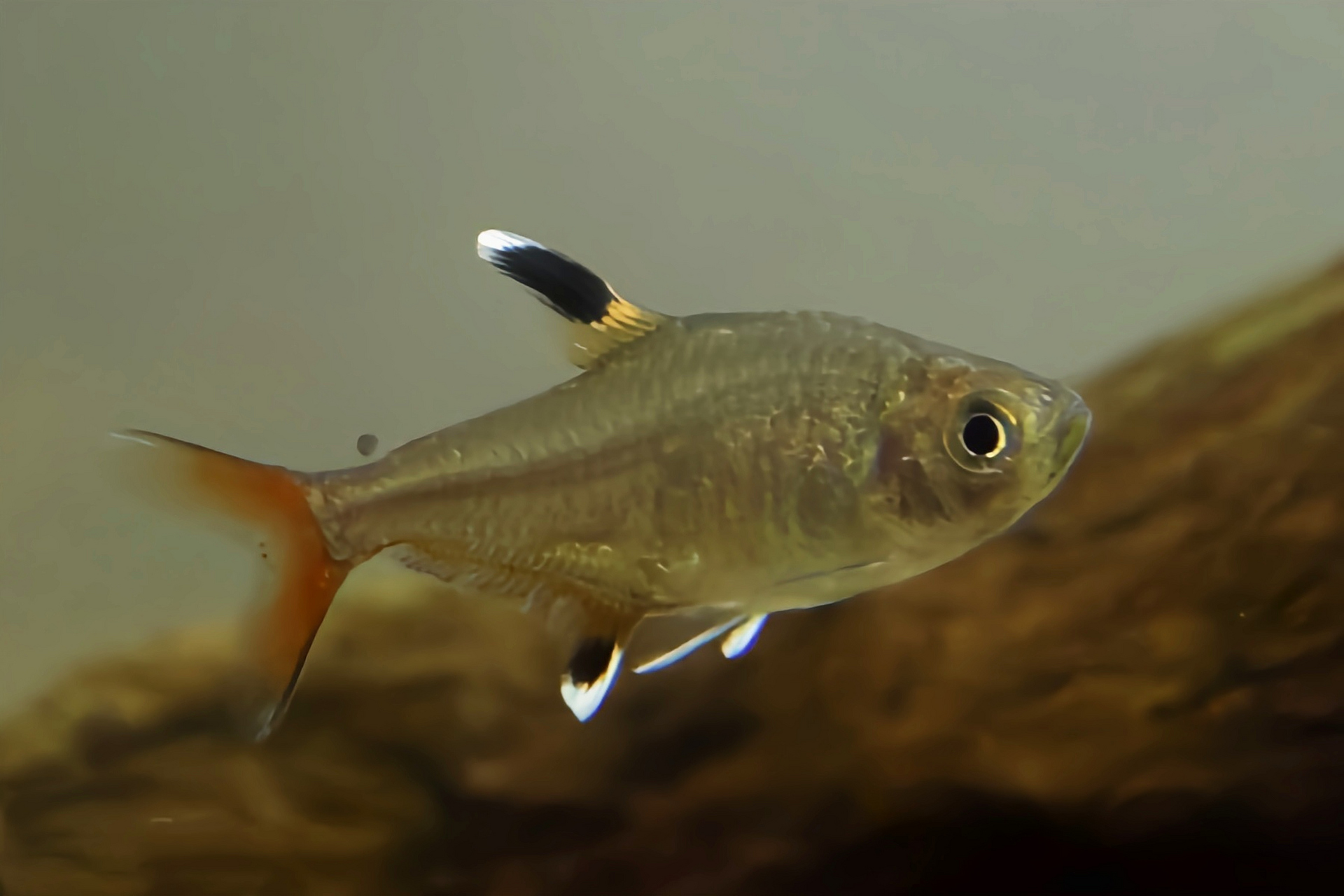 阿克塞红尾灯原产于南美洲委内瑞拉,成鱼体长2