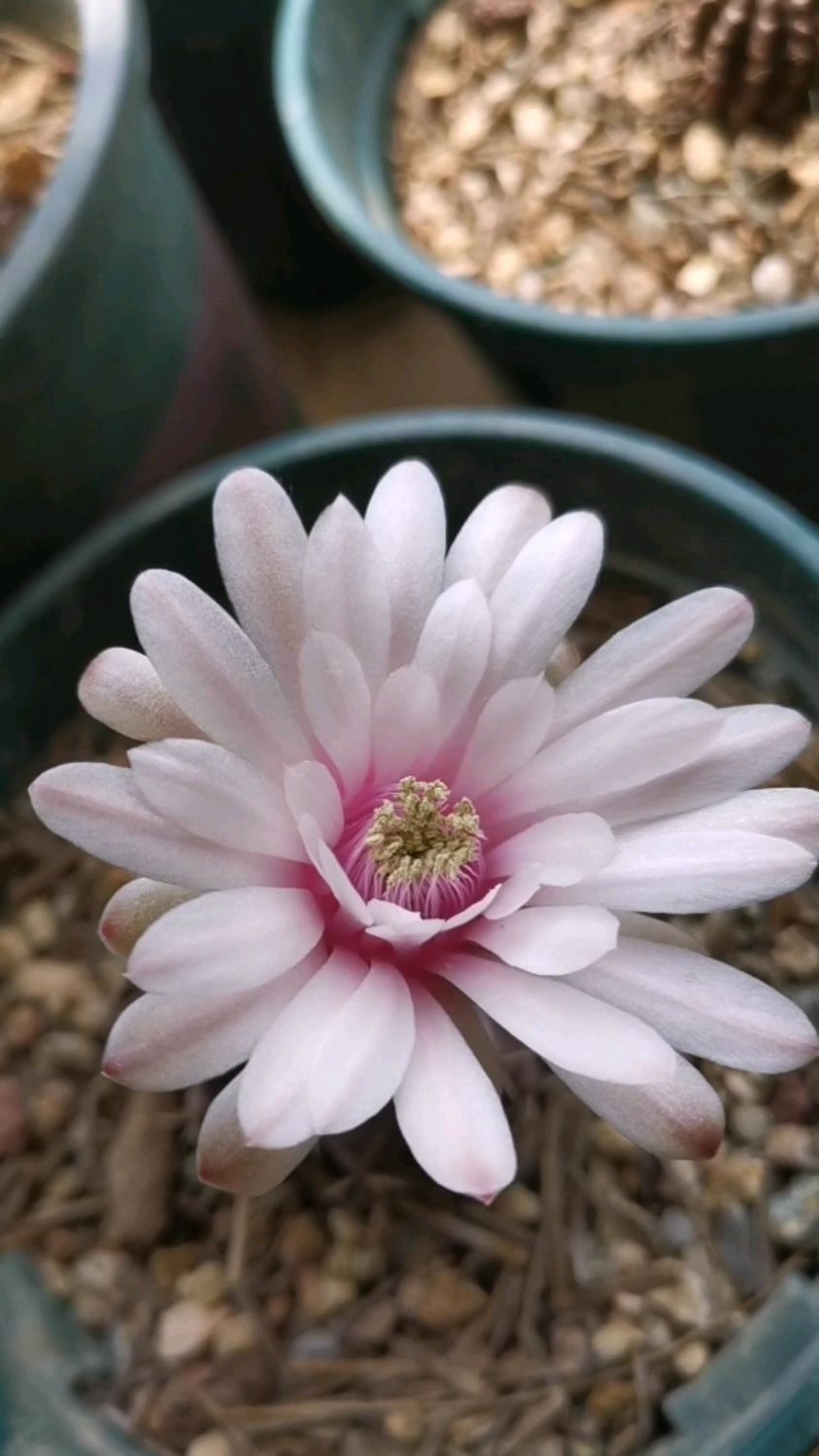 瑞云牡丹开花了,裸萼属的,花期可以开5天左右,花量大,特别适合新手-度