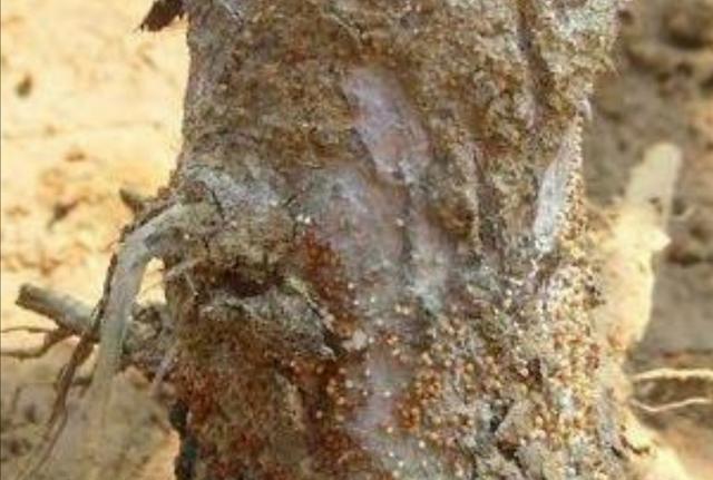 苹果树有白绢病应该怎么处理果园土壤?