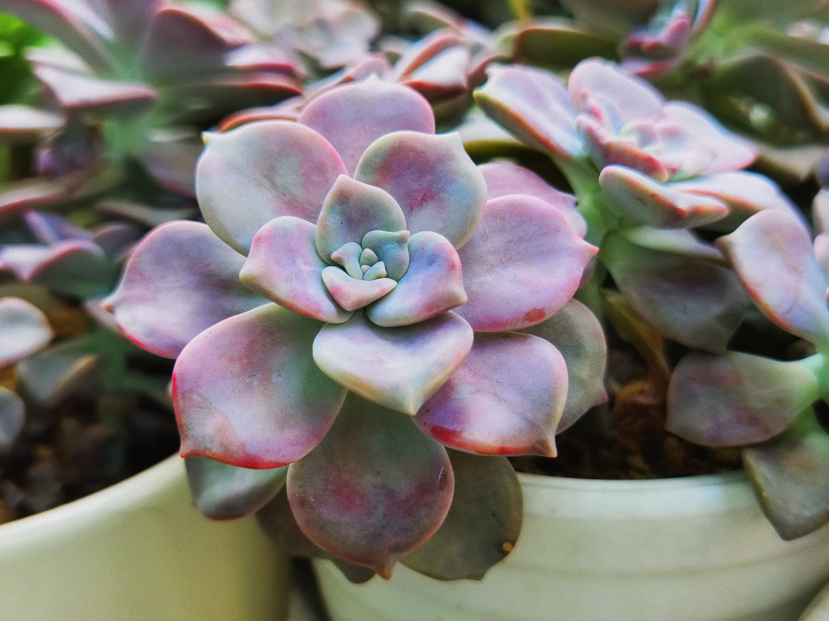 同一个盆里砍下的多肉华丽风车,室内室外养护,状态截然不同.