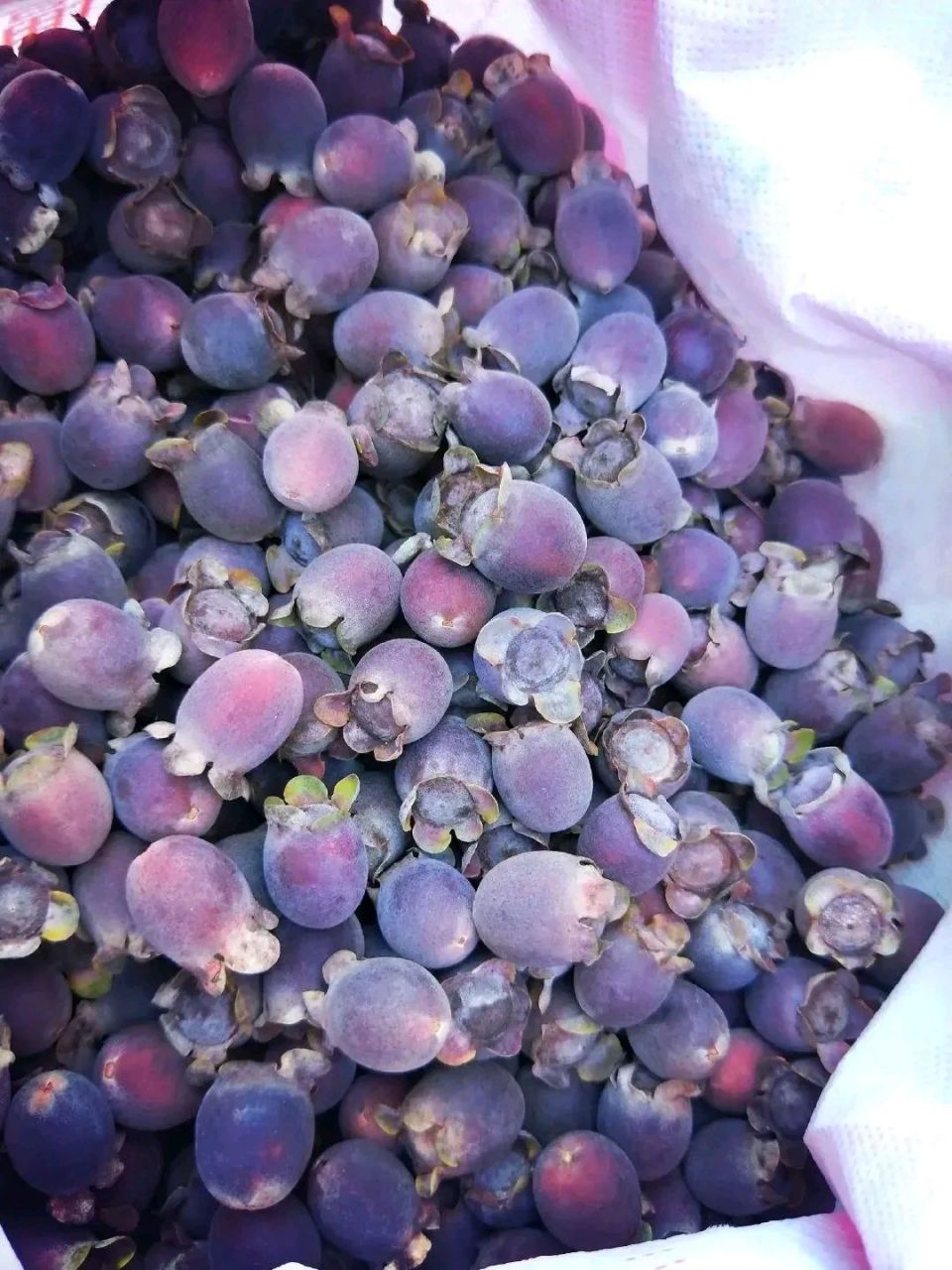 朋友说广西这里叫捻子,南方地区山上比较多,山上野生的,一般是在农历7