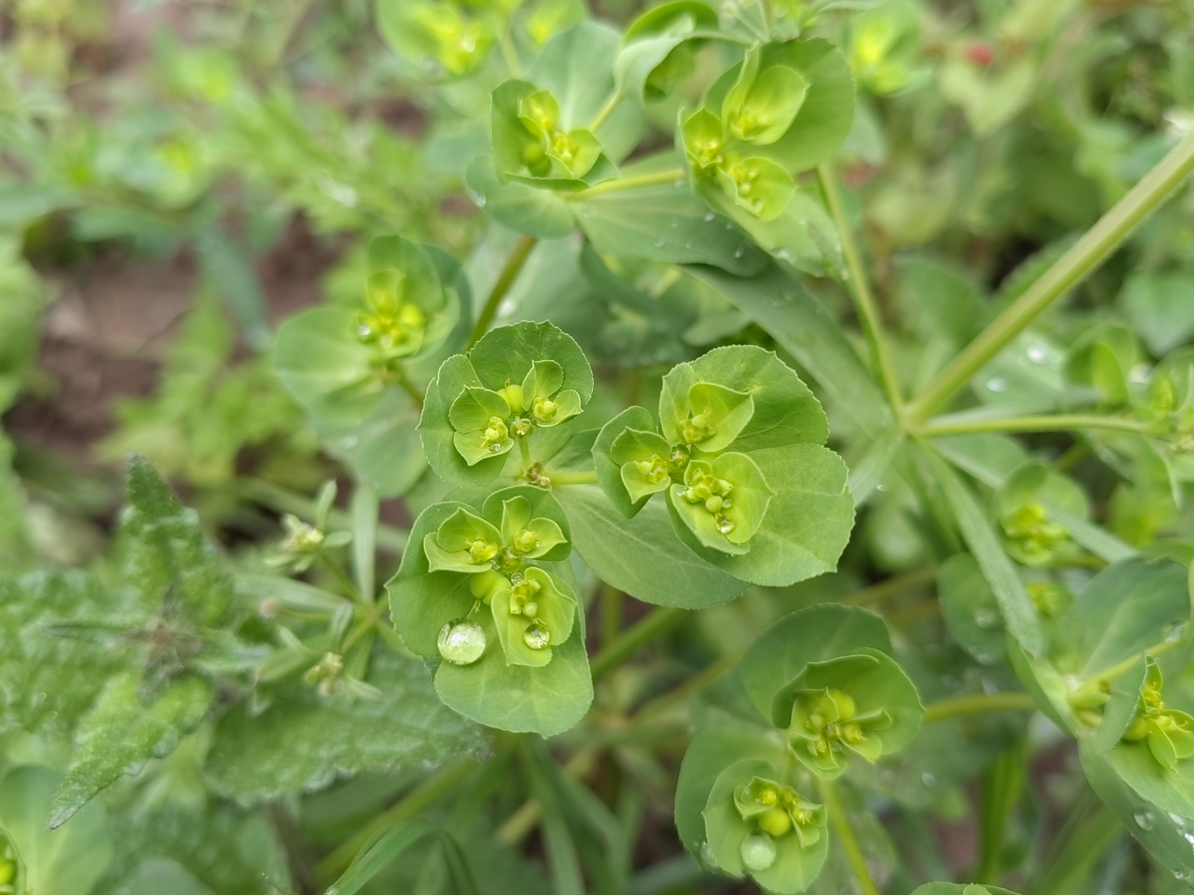 泽漆又名五朵云,五灯草,五风草,植株叶片独特,颜值高,分布范围广,抗逆
