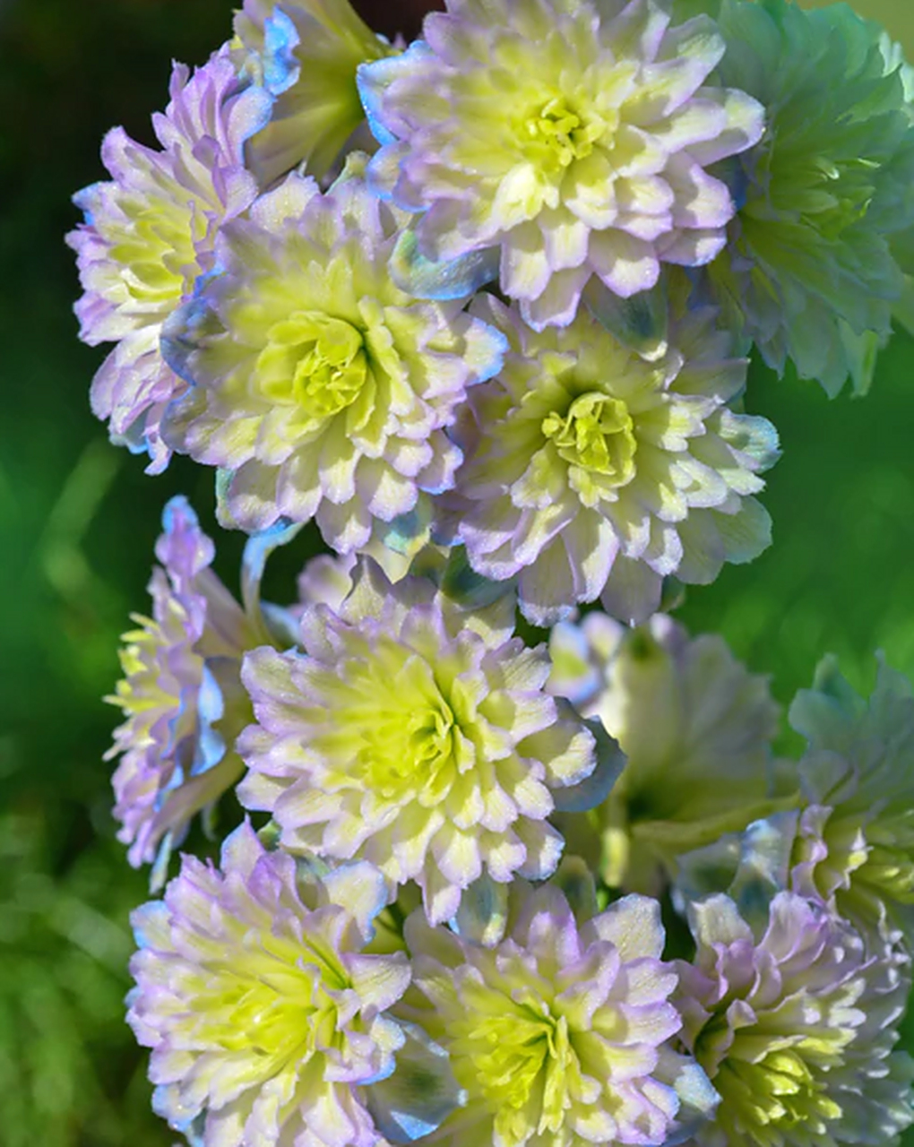 花飞燕草品种——高地人系列 (highlander series) 完全重瓣的花型