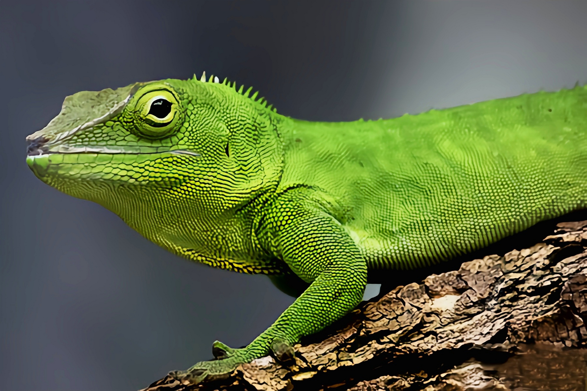 每天认识一种动物——牙买加变色蜥 牙买加变色蜥原产于北美洲牙买加.