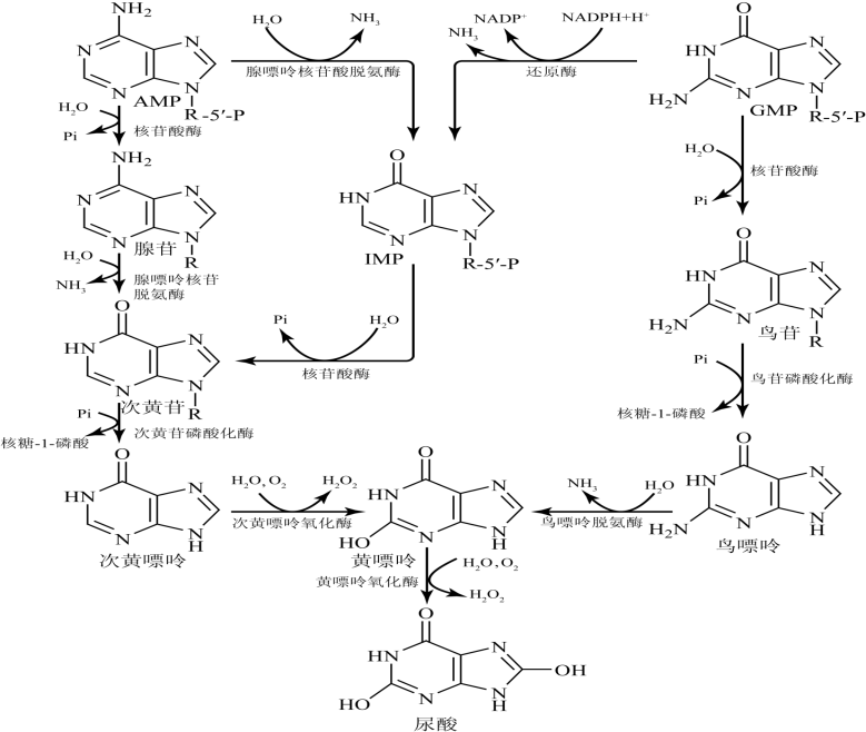 核苷酸的分解代谢