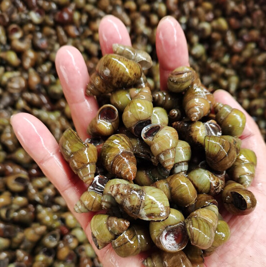 螺蛳有什么功效你知道吗?