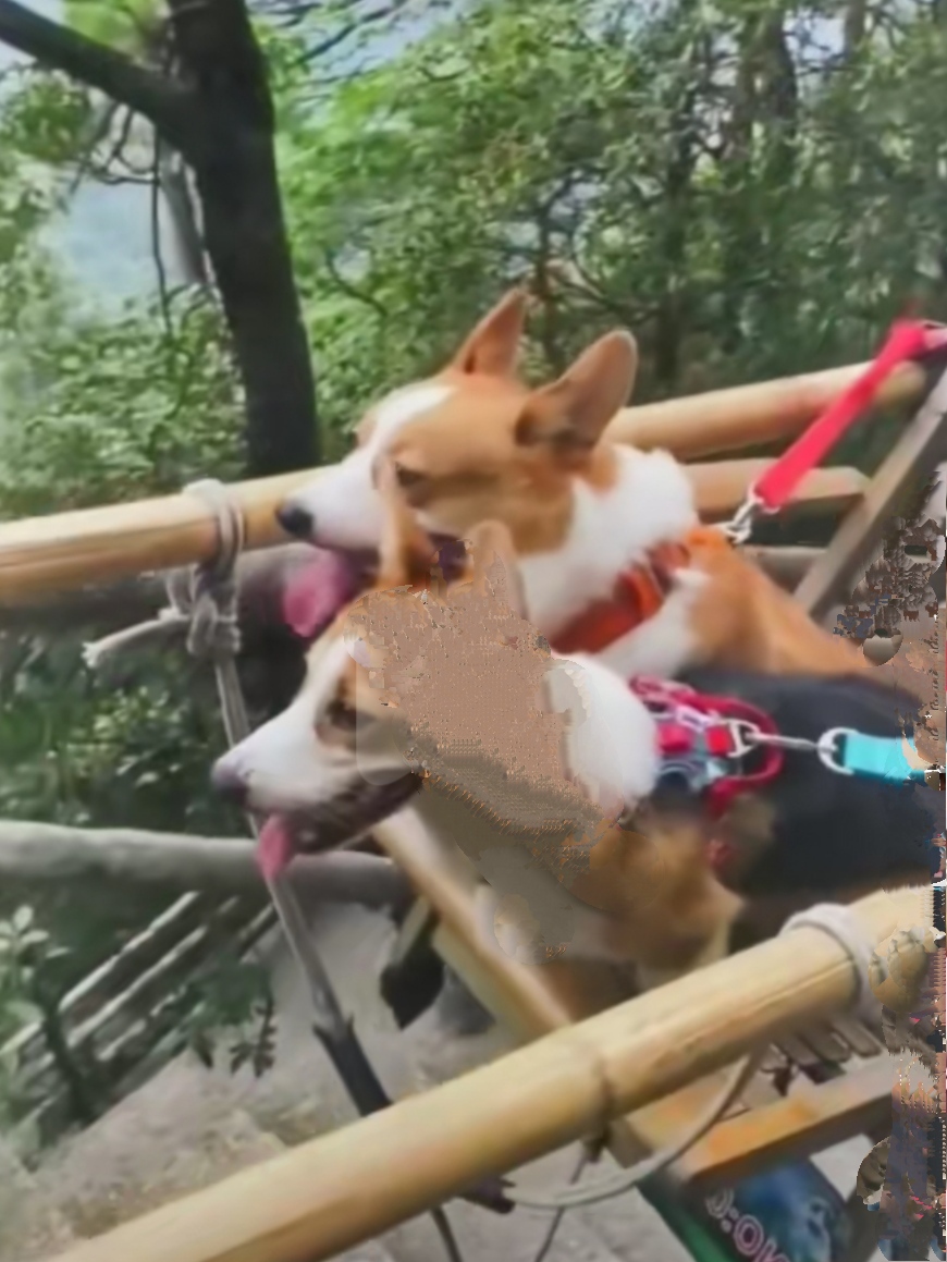 狗坐轿子人下力,网友个个在悲泣:人活得不如狗