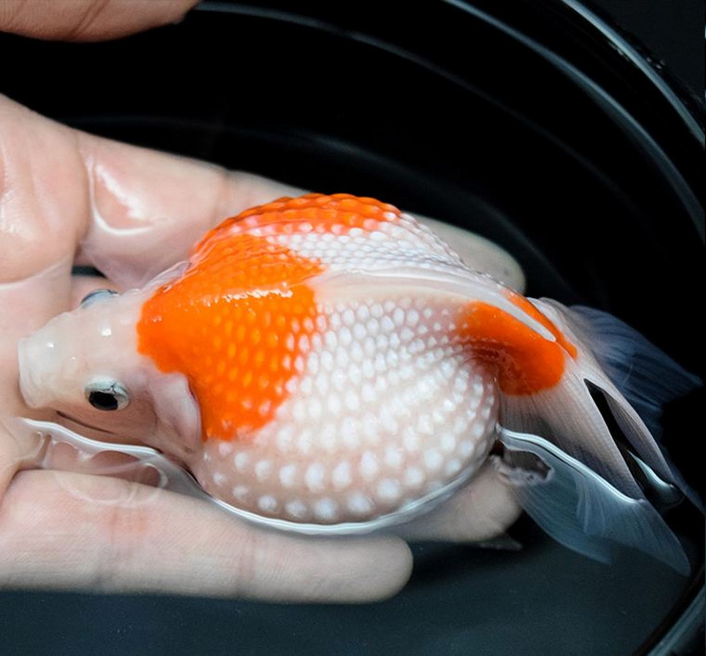 珍珠鳞金鱼,娇贵的鱼#娱乐##观赏鱼