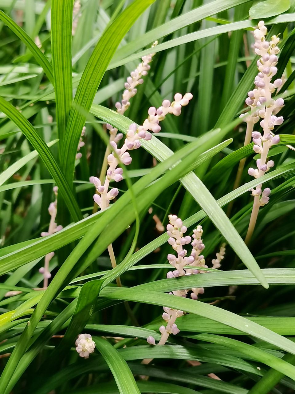 麦冬是天门冬科沿阶草属草本植物