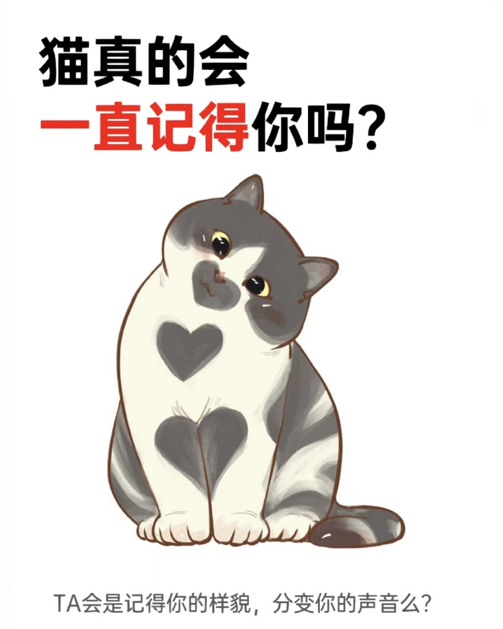 科普篇|猫咪会一直记得你吗[喵喵]