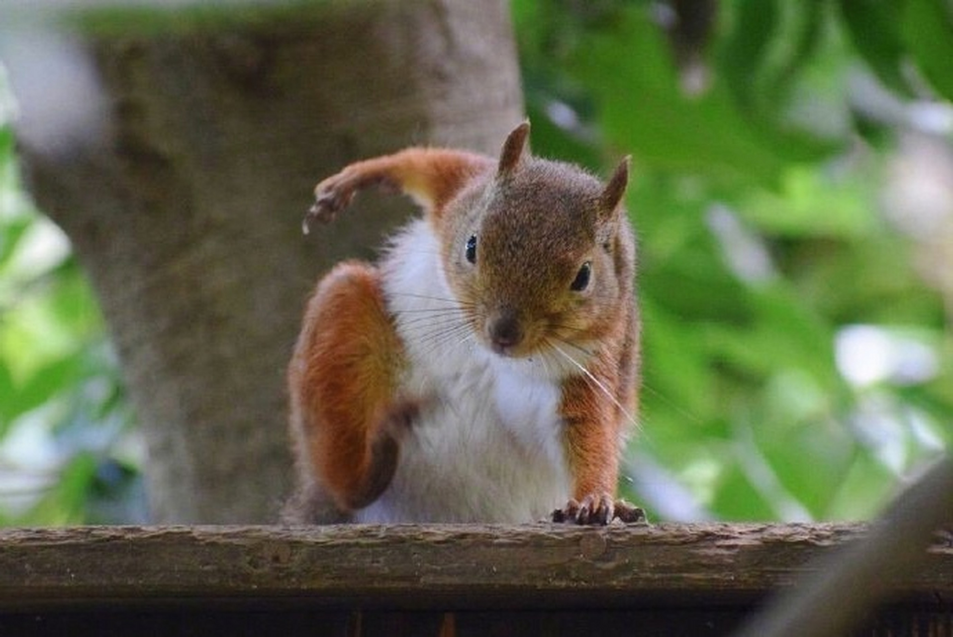 松鼠落地时的动作,像不像超级英雄?