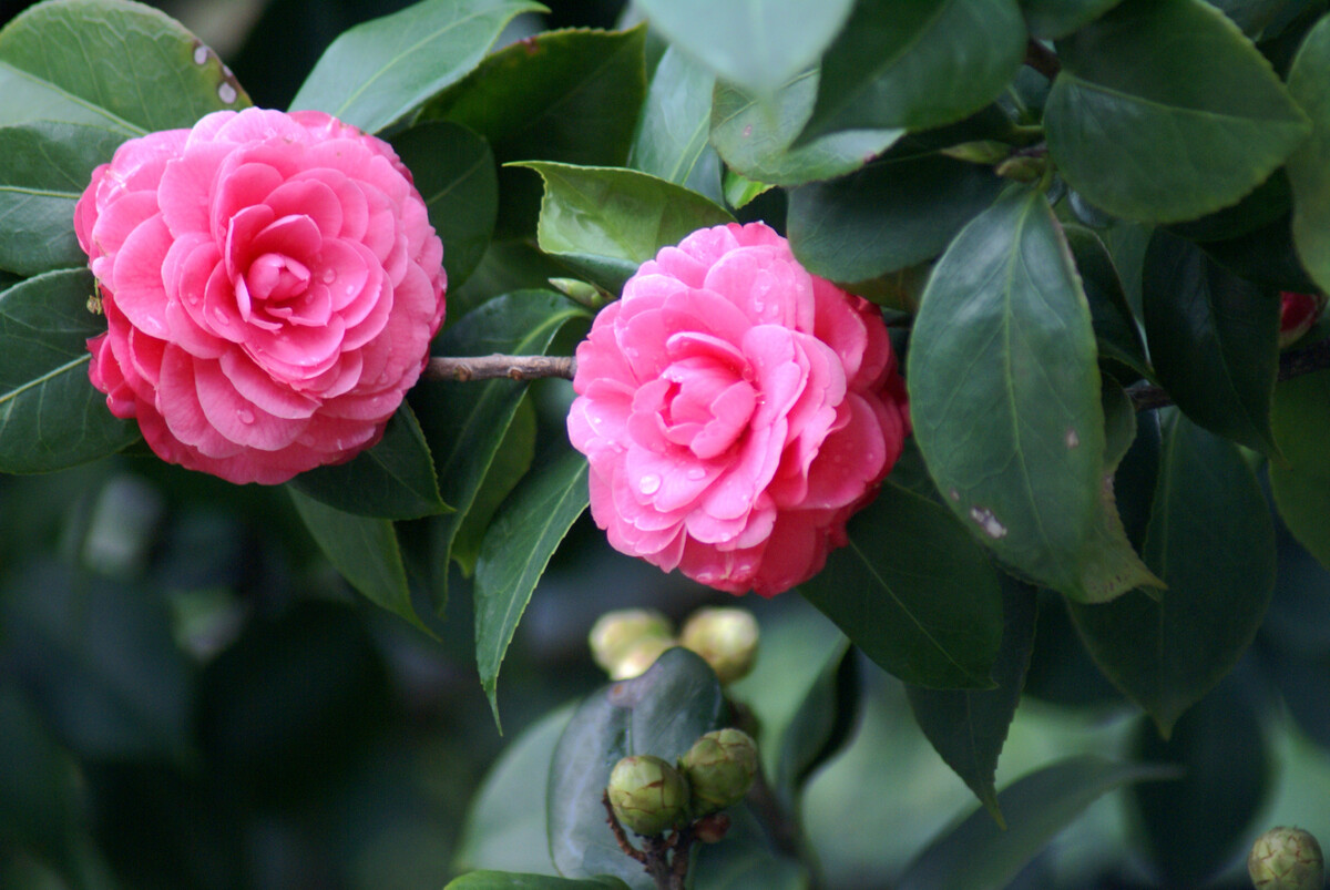 山茶花的繁殖方法