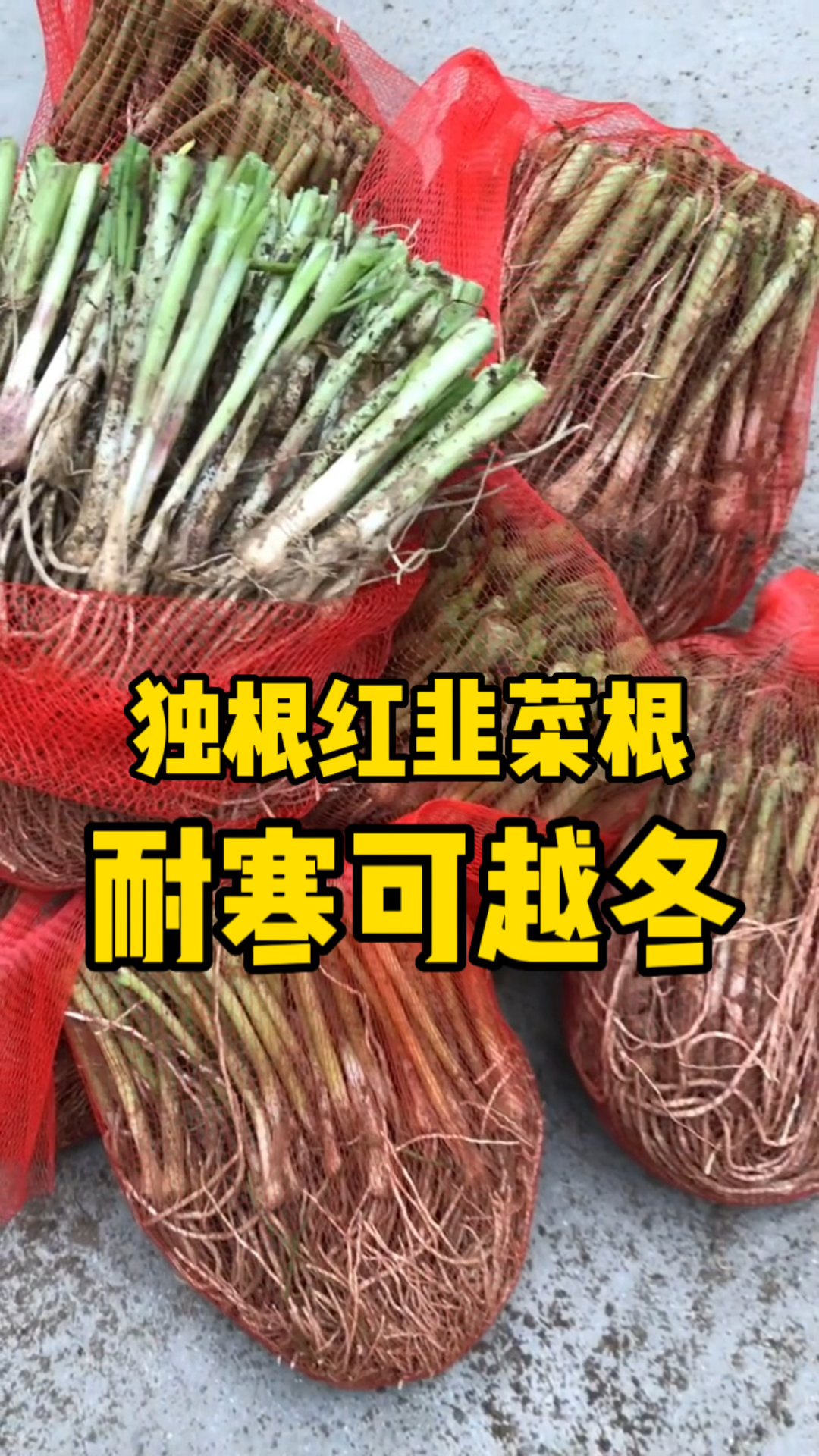 寿光特产独根红韭菜根