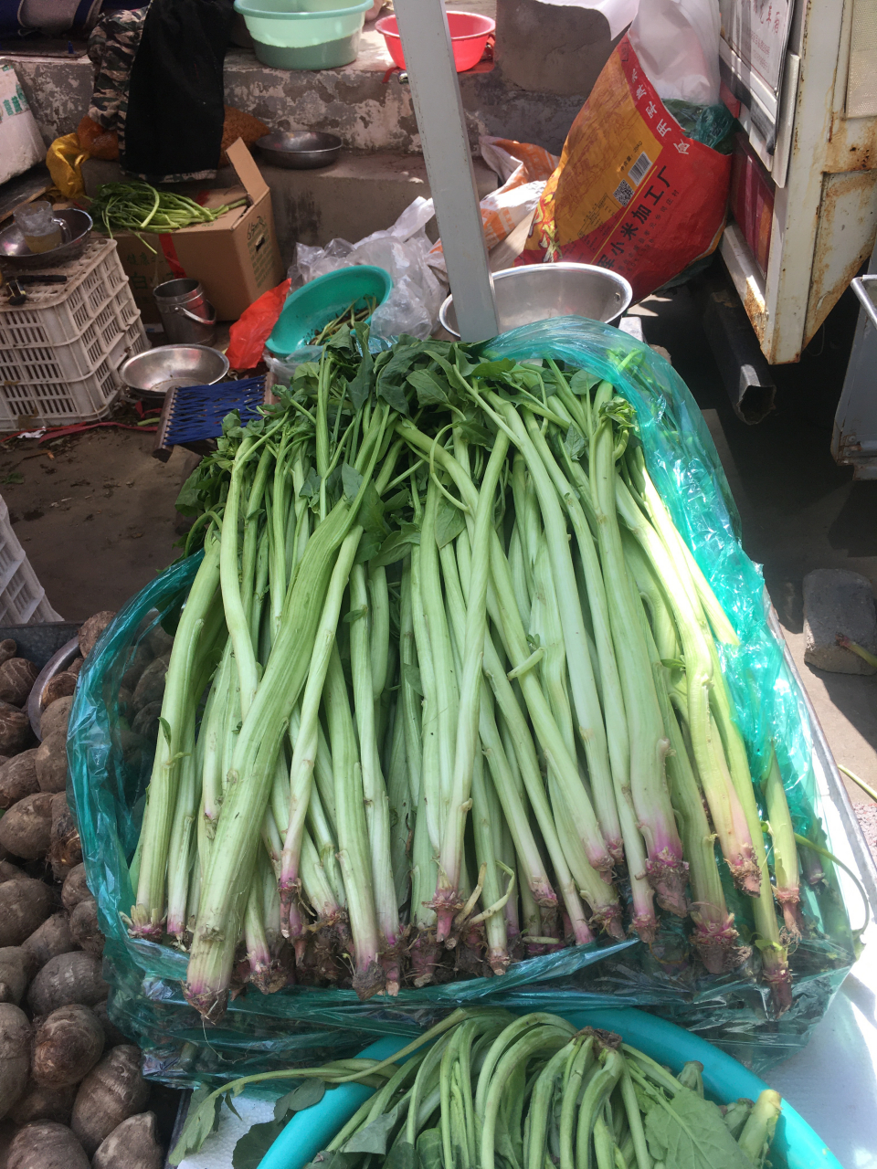 亲们,你们今年吃过这种长杆菠菜吗,很好吃,一点也不老,记得以前小时侯